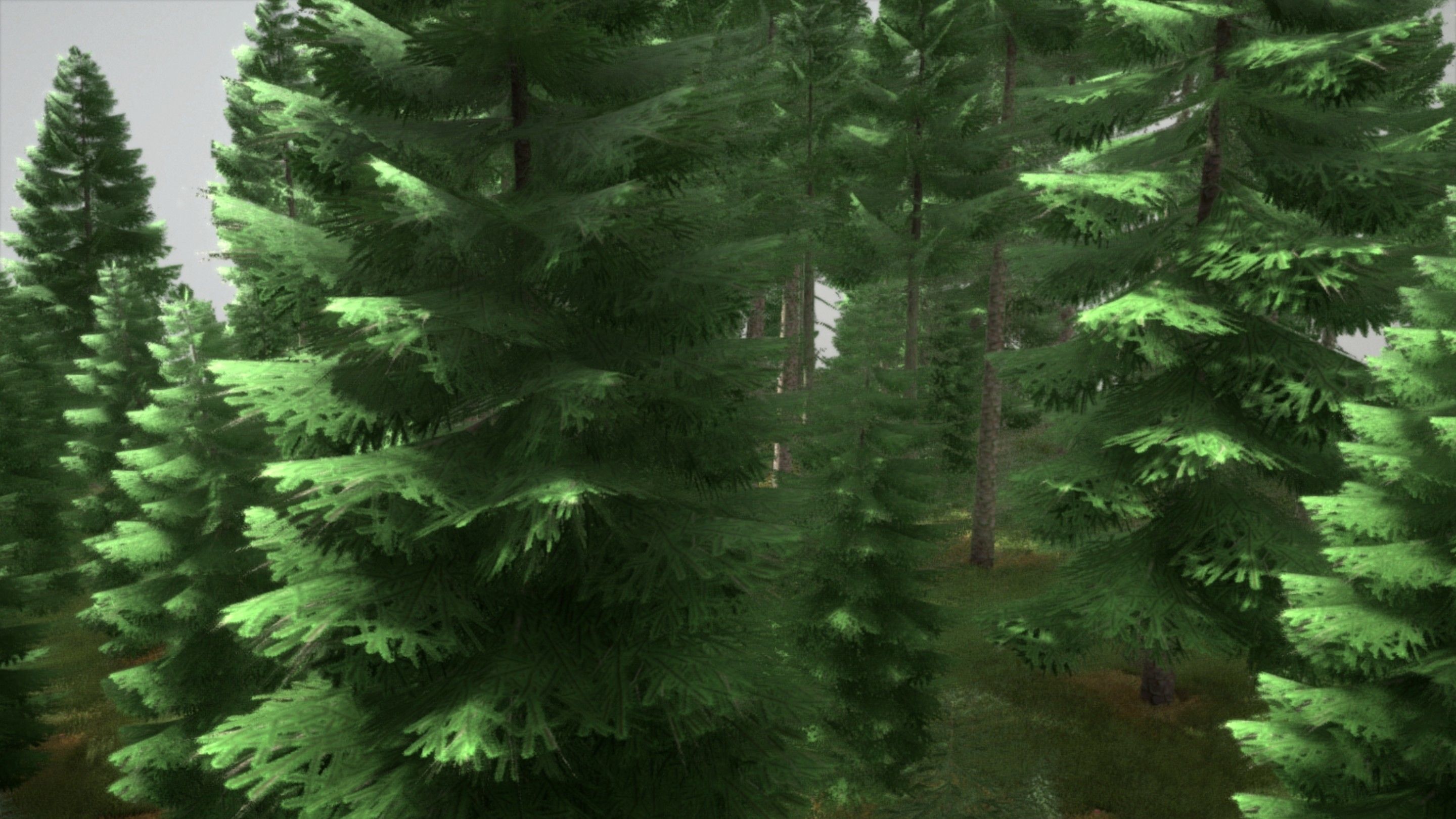 Spruce Forest Scene Low-poly 3D model_102