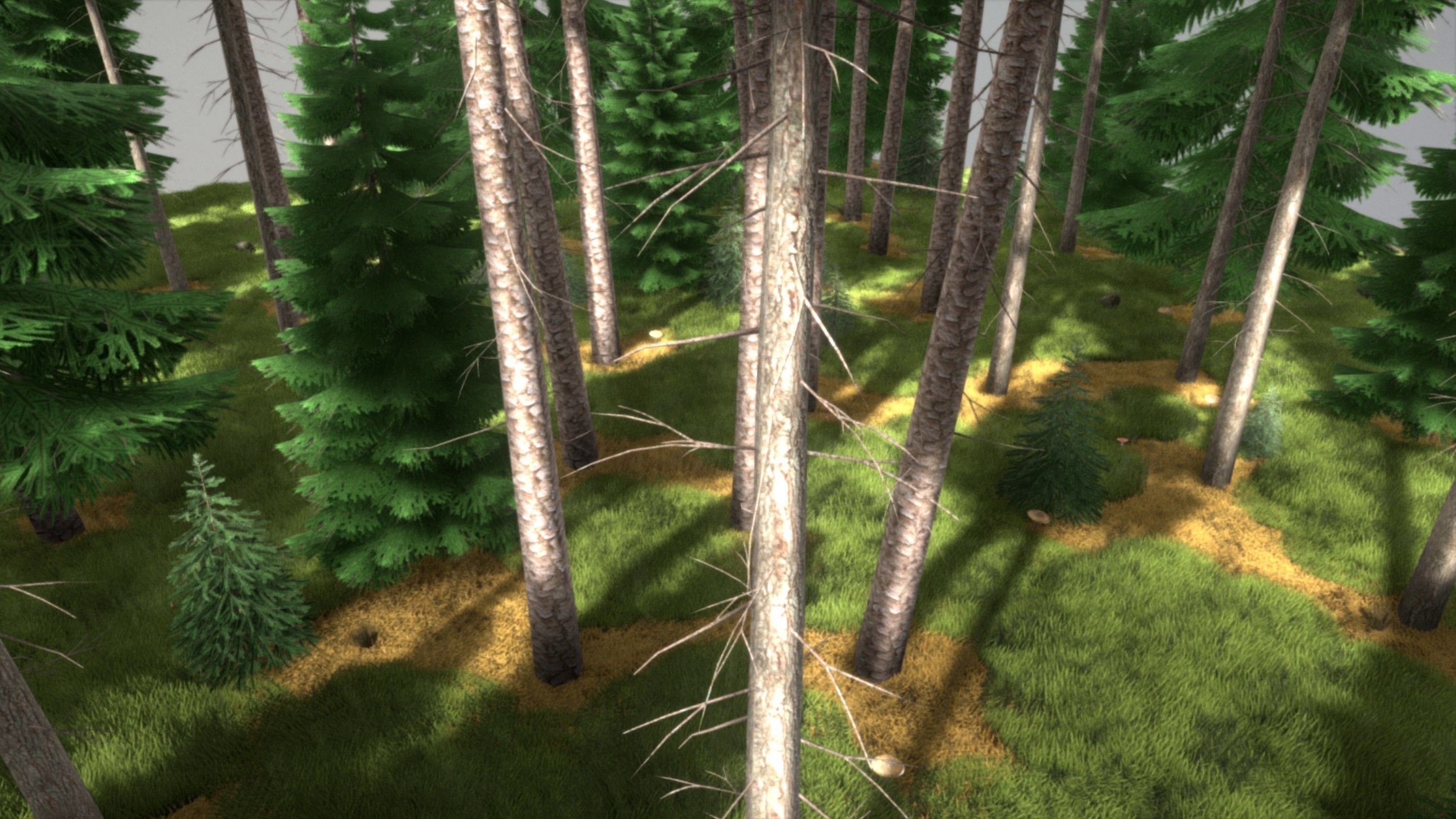 Spruce Forest Scene Low-poly 3D model_52