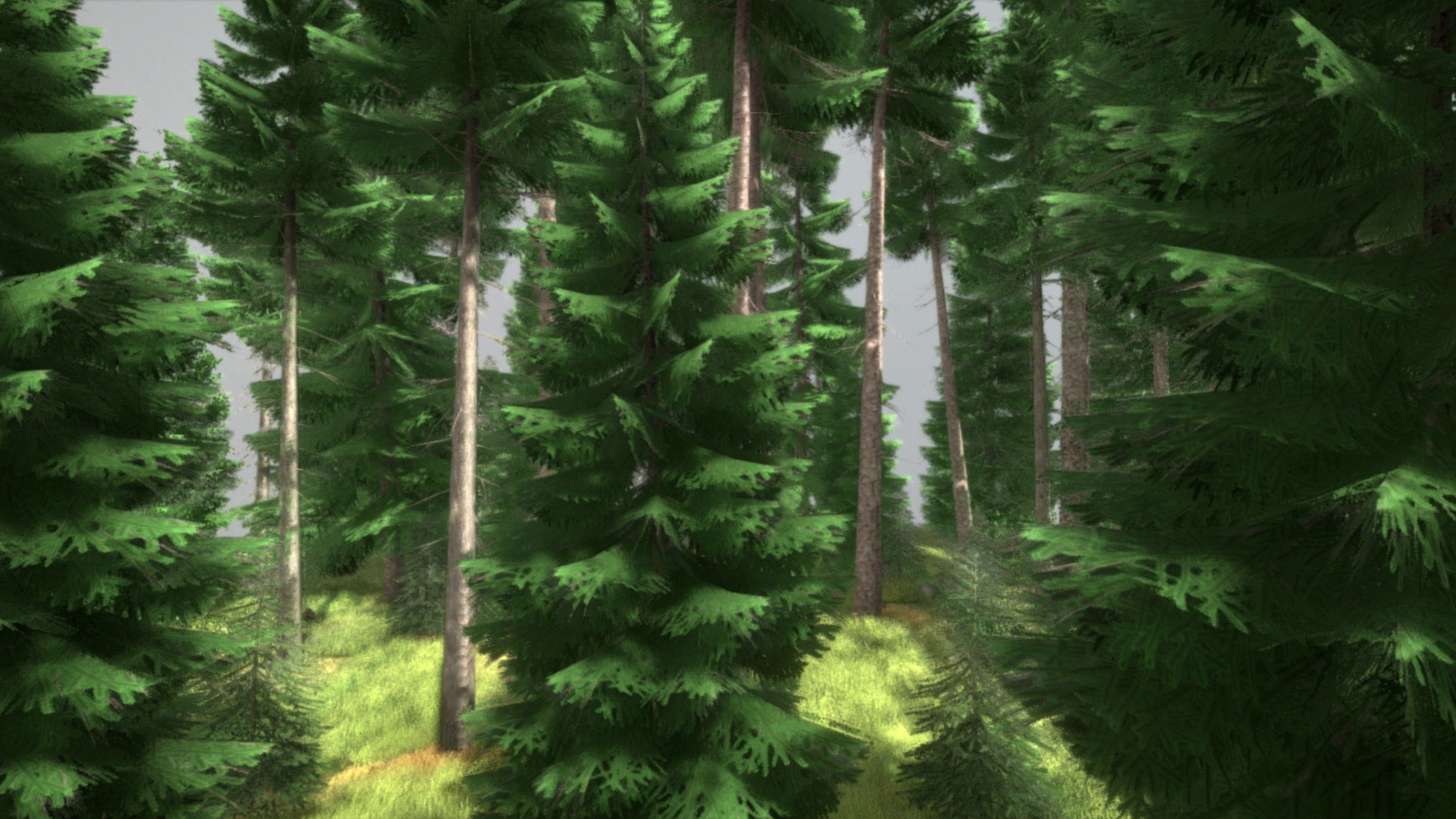 Spruce Forest Scene Low-poly 3D model_45