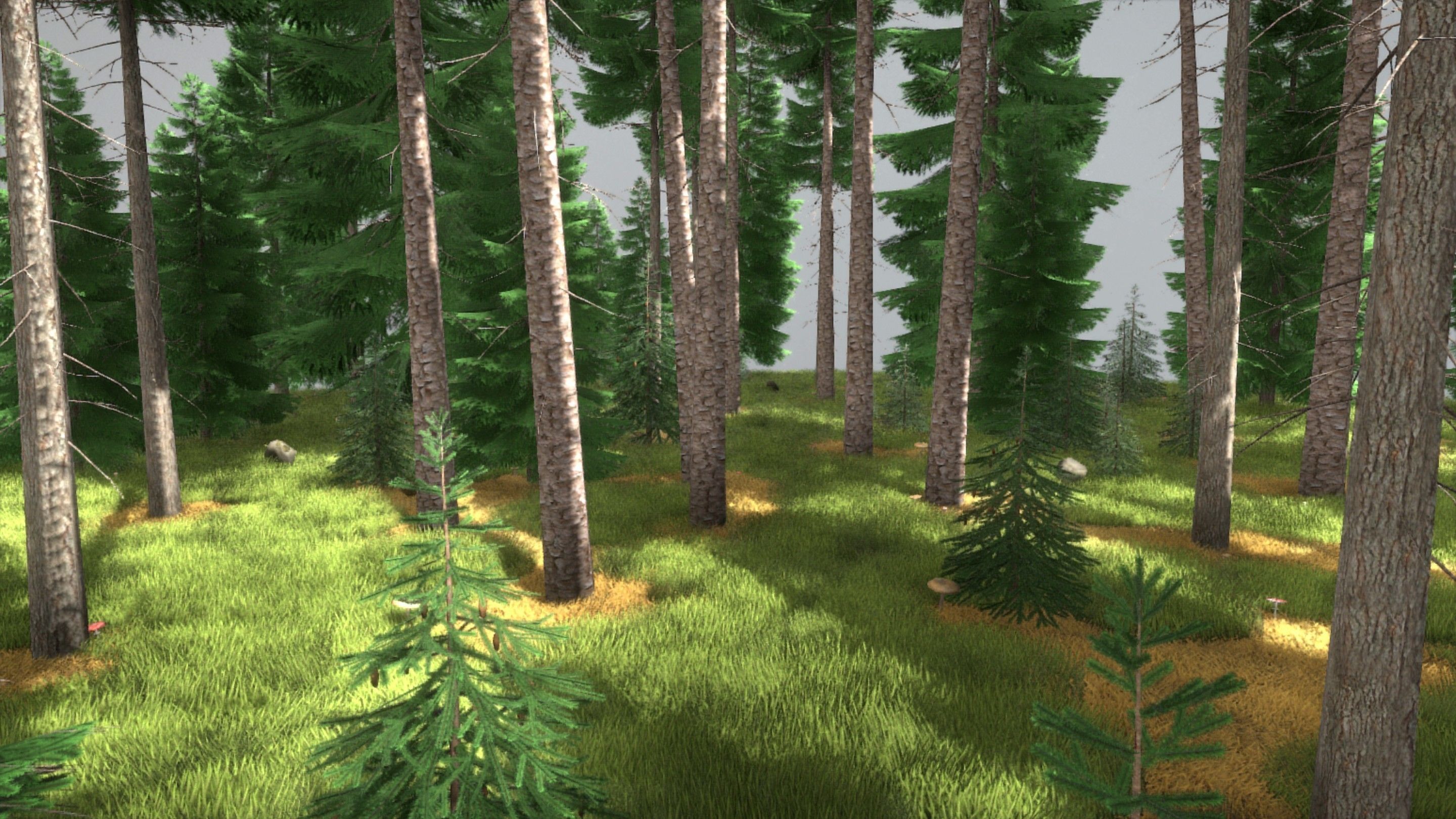 Spruce Forest Scene Low-poly 3D model_48