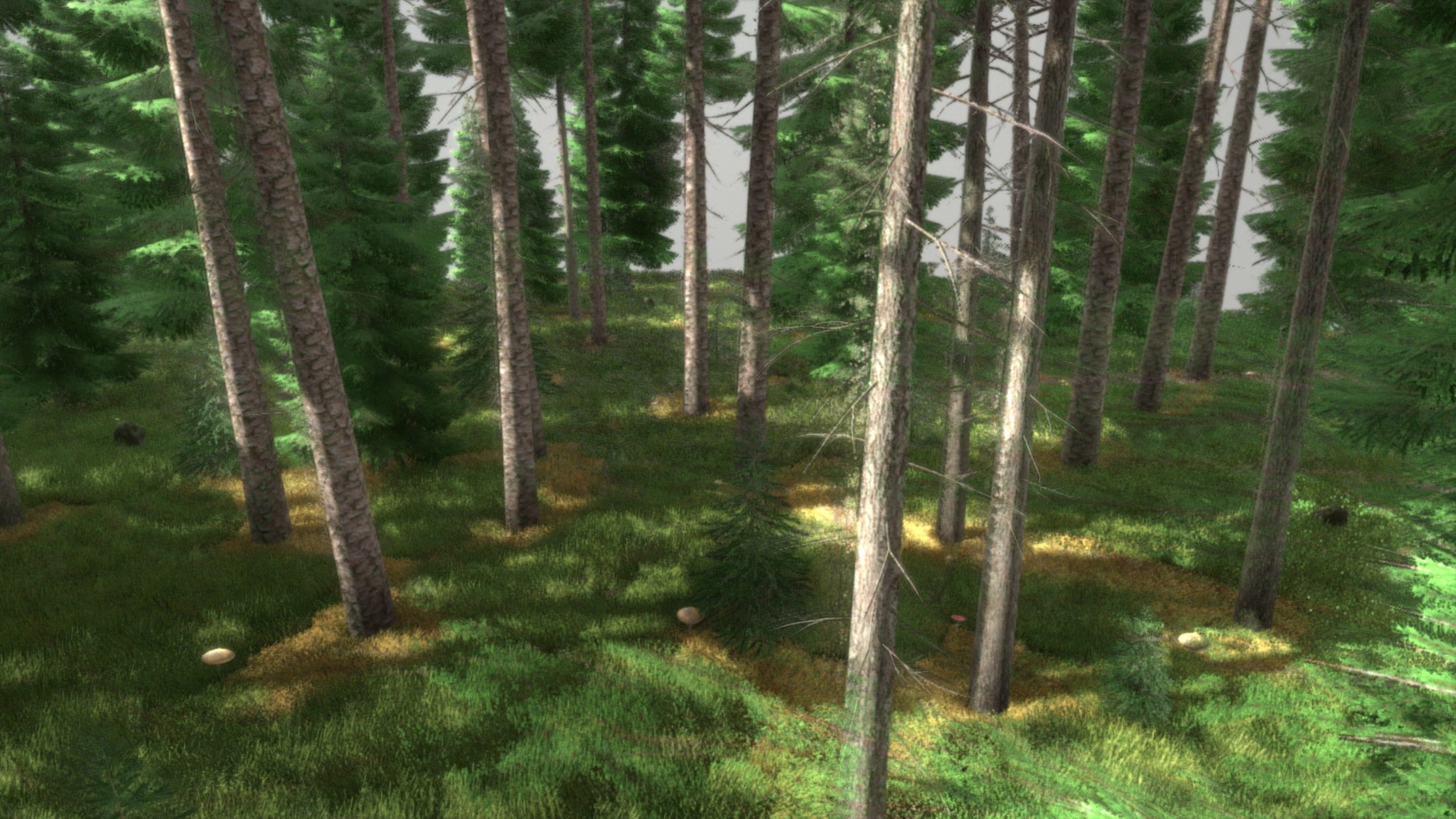 Spruce Forest Scene Low-poly 3D model_10