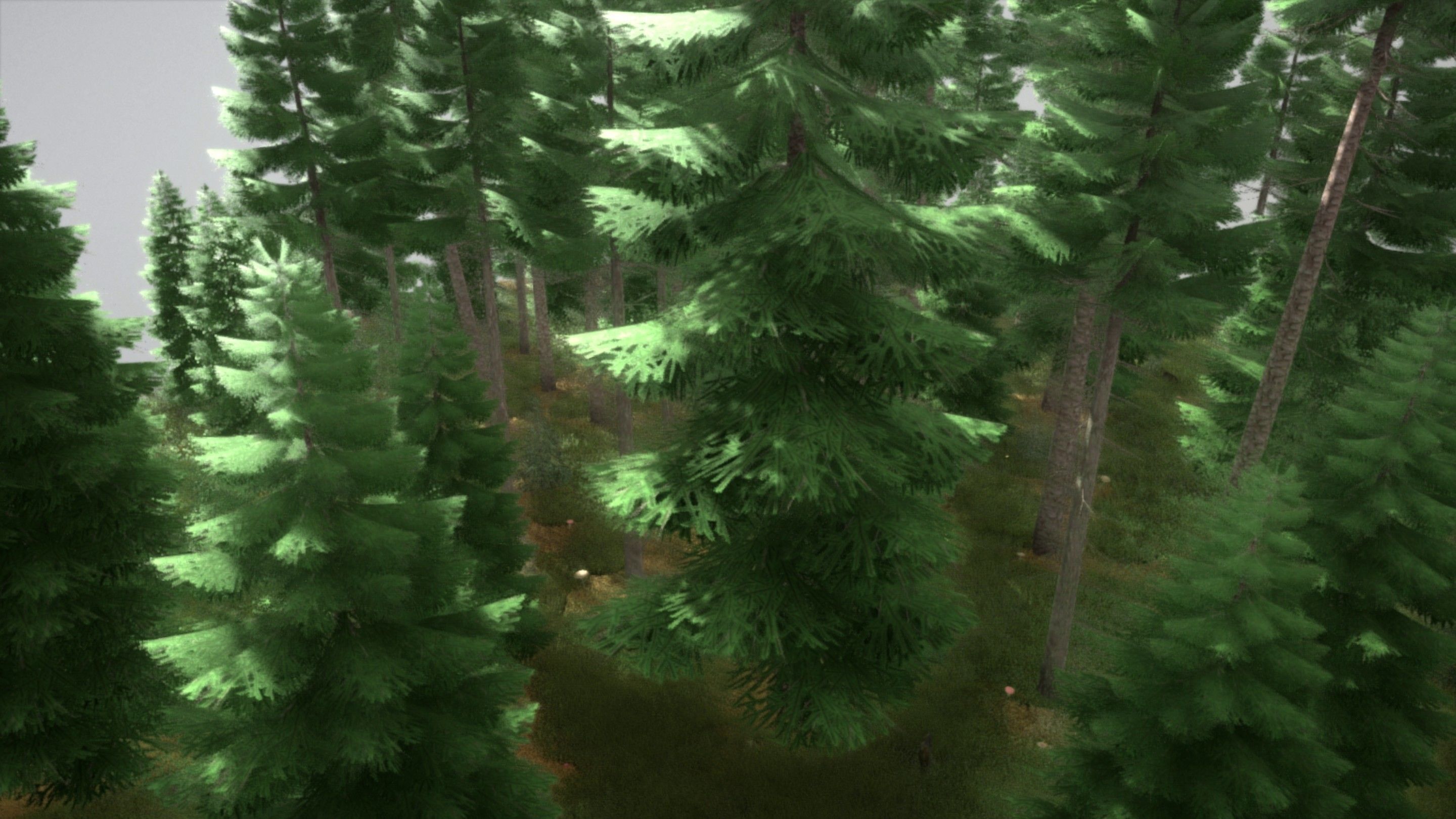 Spruce Forest Scene Low-poly 3D model_92