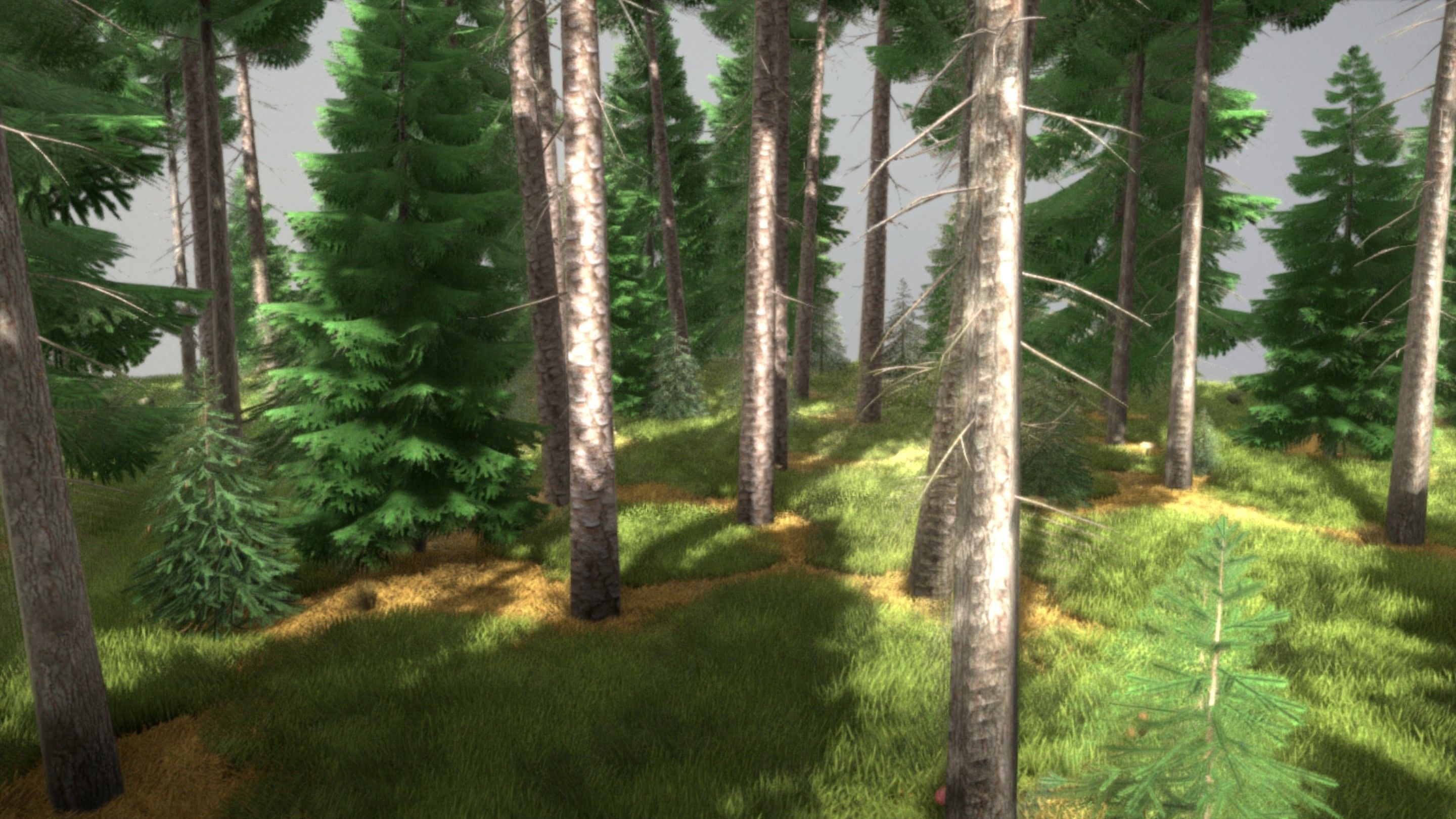 Spruce Forest Scene Low-poly 3D model_14
