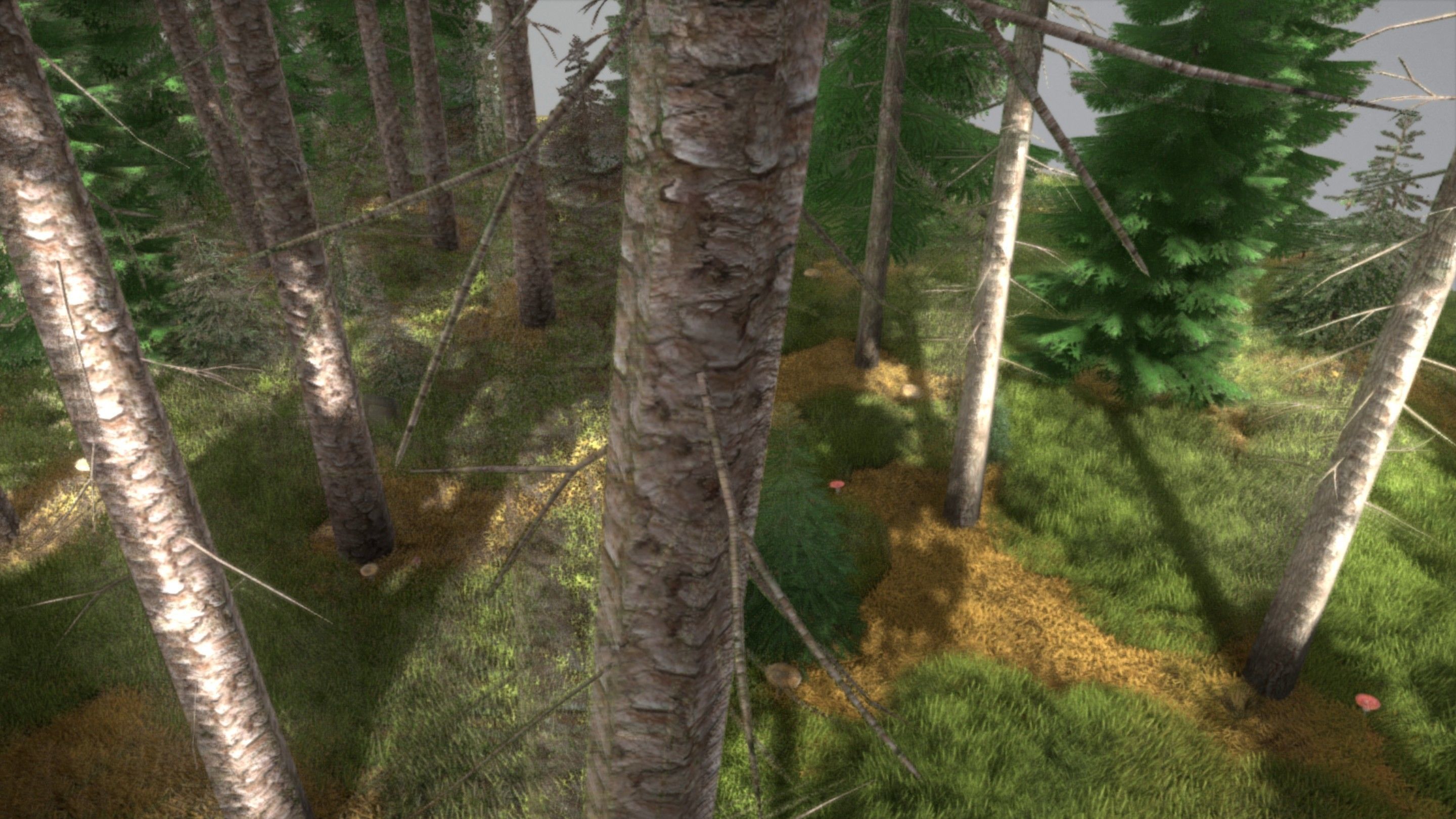 Spruce Forest Scene Low-poly 3D model_56