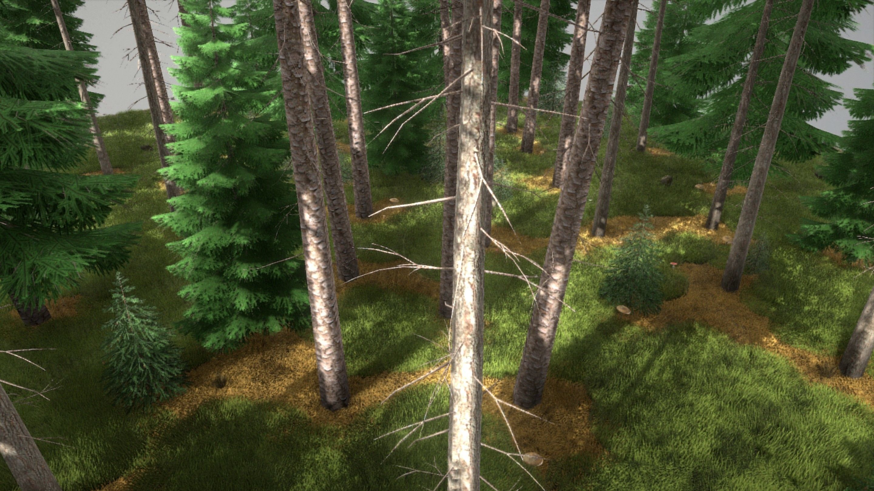 Spruce Forest Scene Low-poly 3D model_4