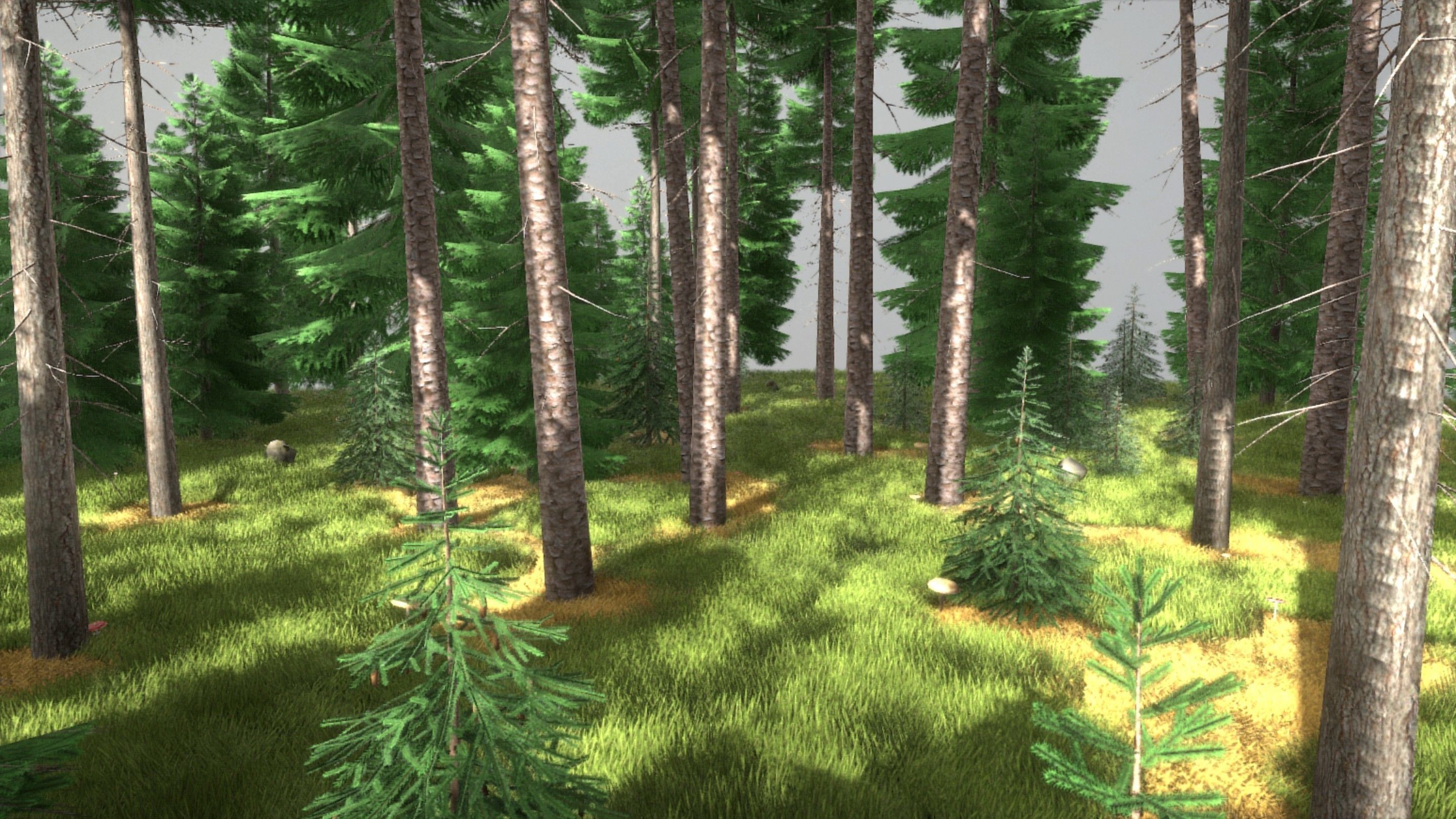 Spruce Forest Scene Low-poly 3D model_11