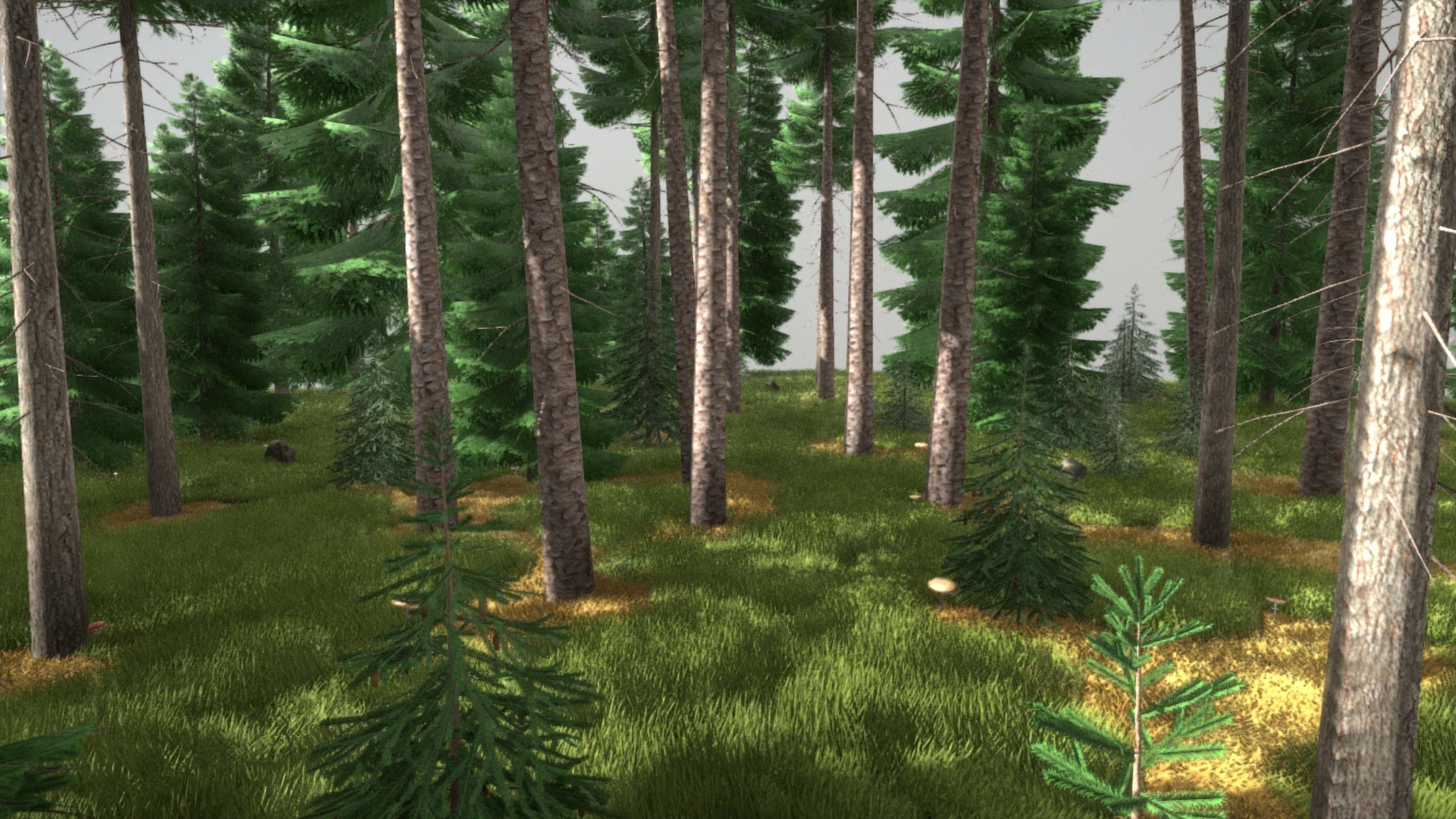 Spruce Forest Scene Low-poly 3D model_49
