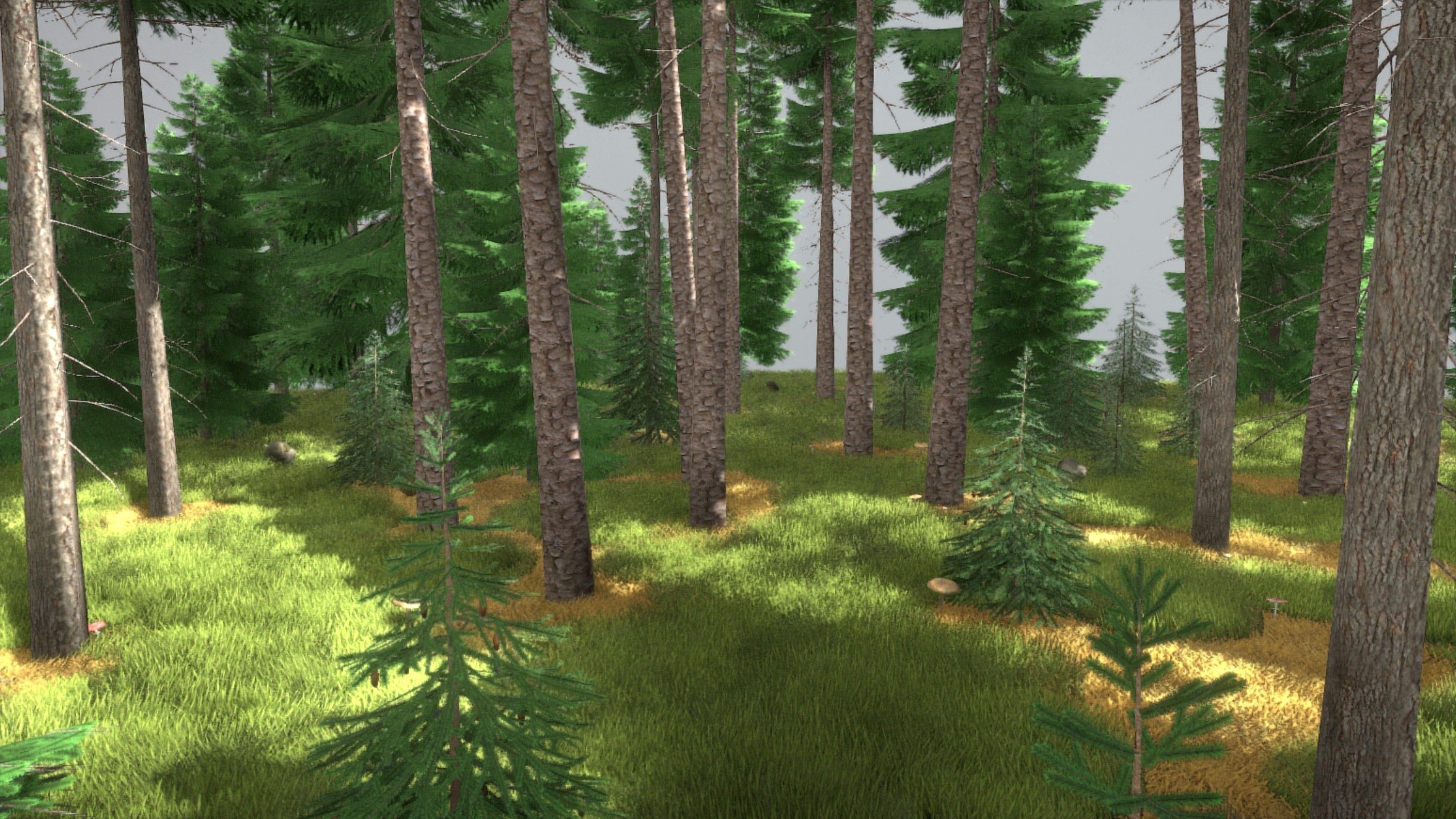 Spruce Forest Scene Low-poly 3D model_50