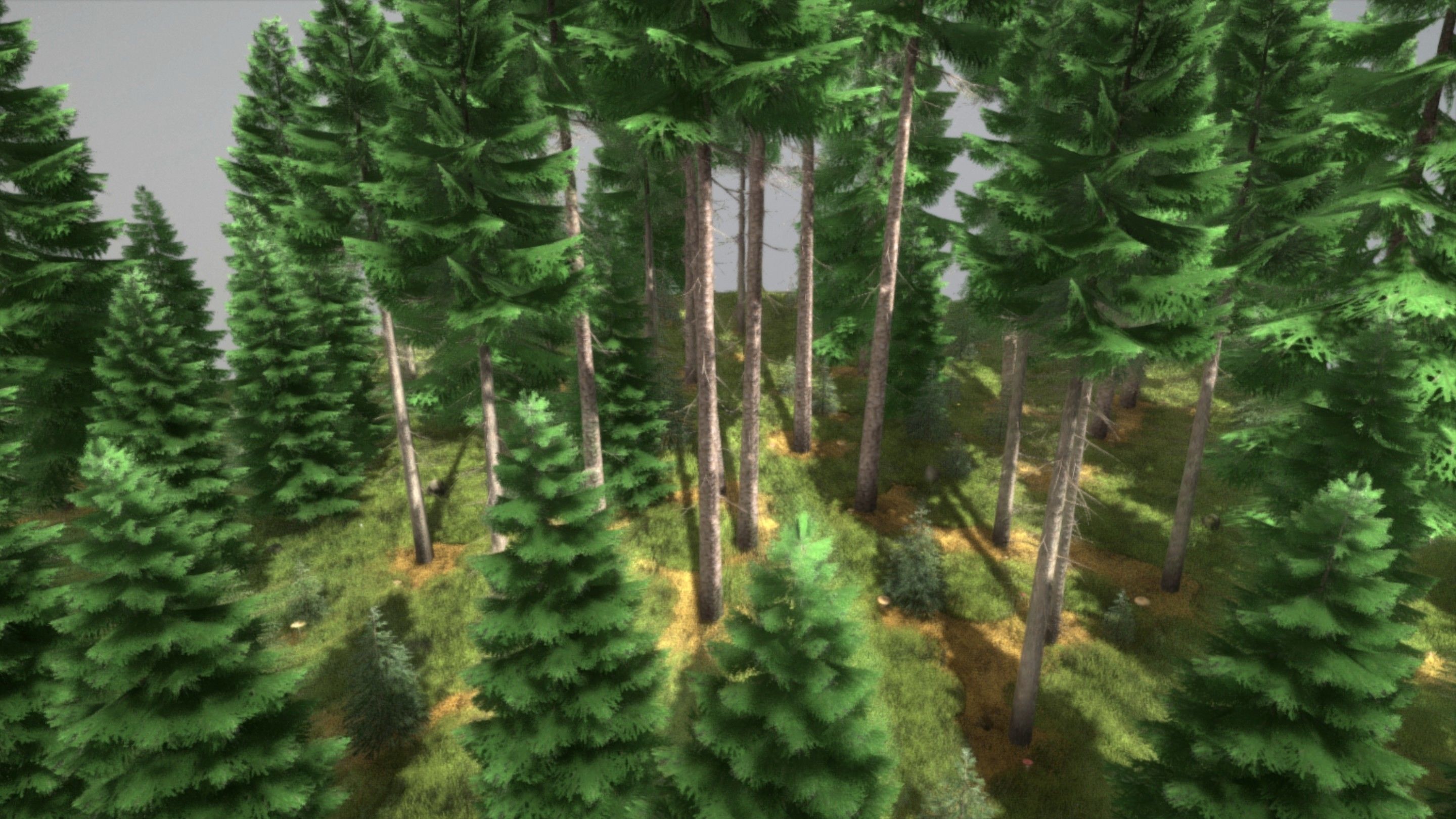 Spruce Forest Scene Low-poly 3D model_46