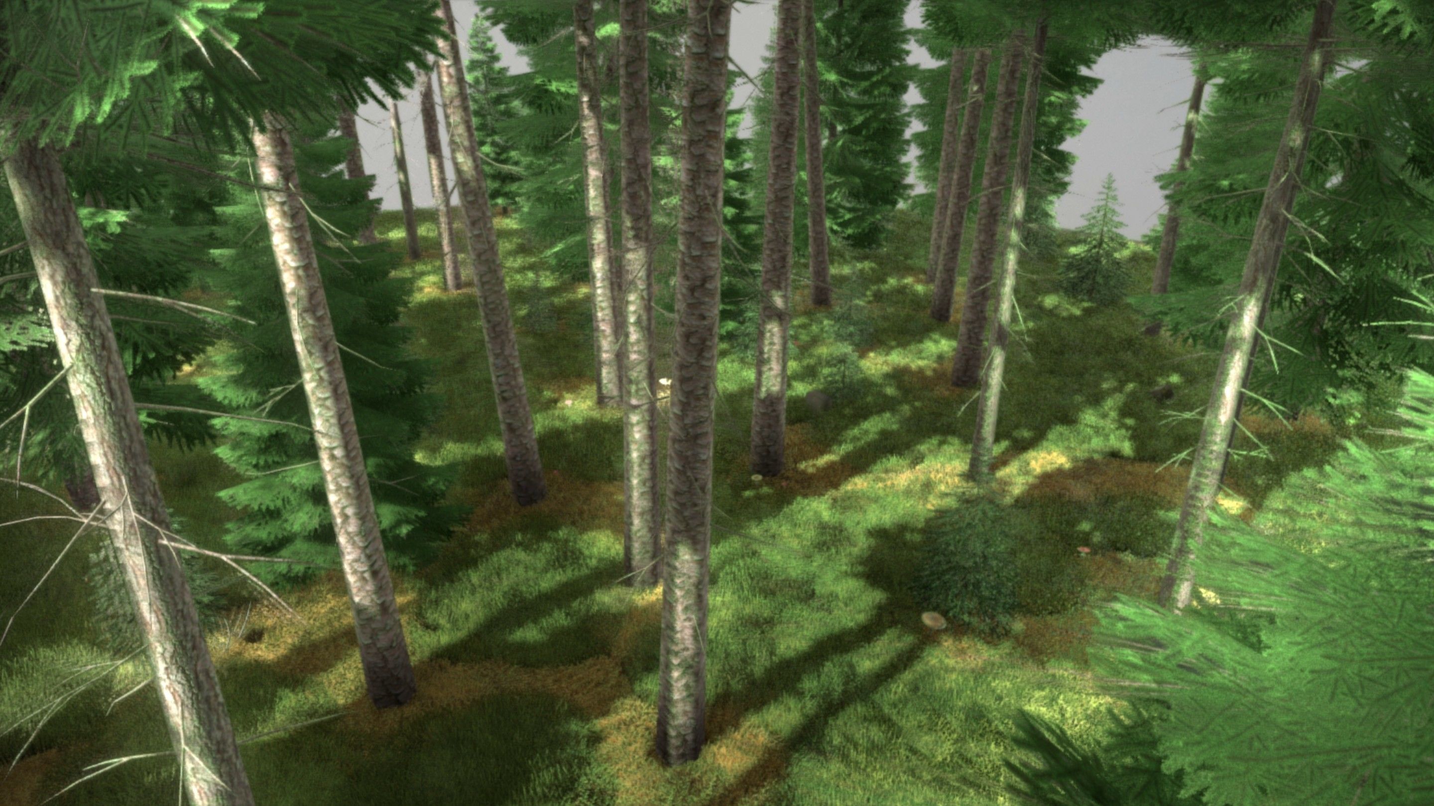 Spruce Forest Scene Low-poly 3D model_25