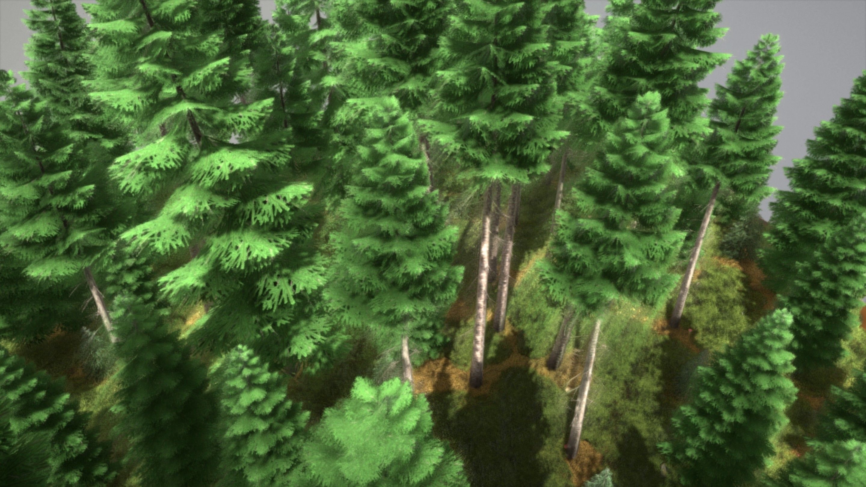 Spruce Forest Scene Low-poly 3D model_8