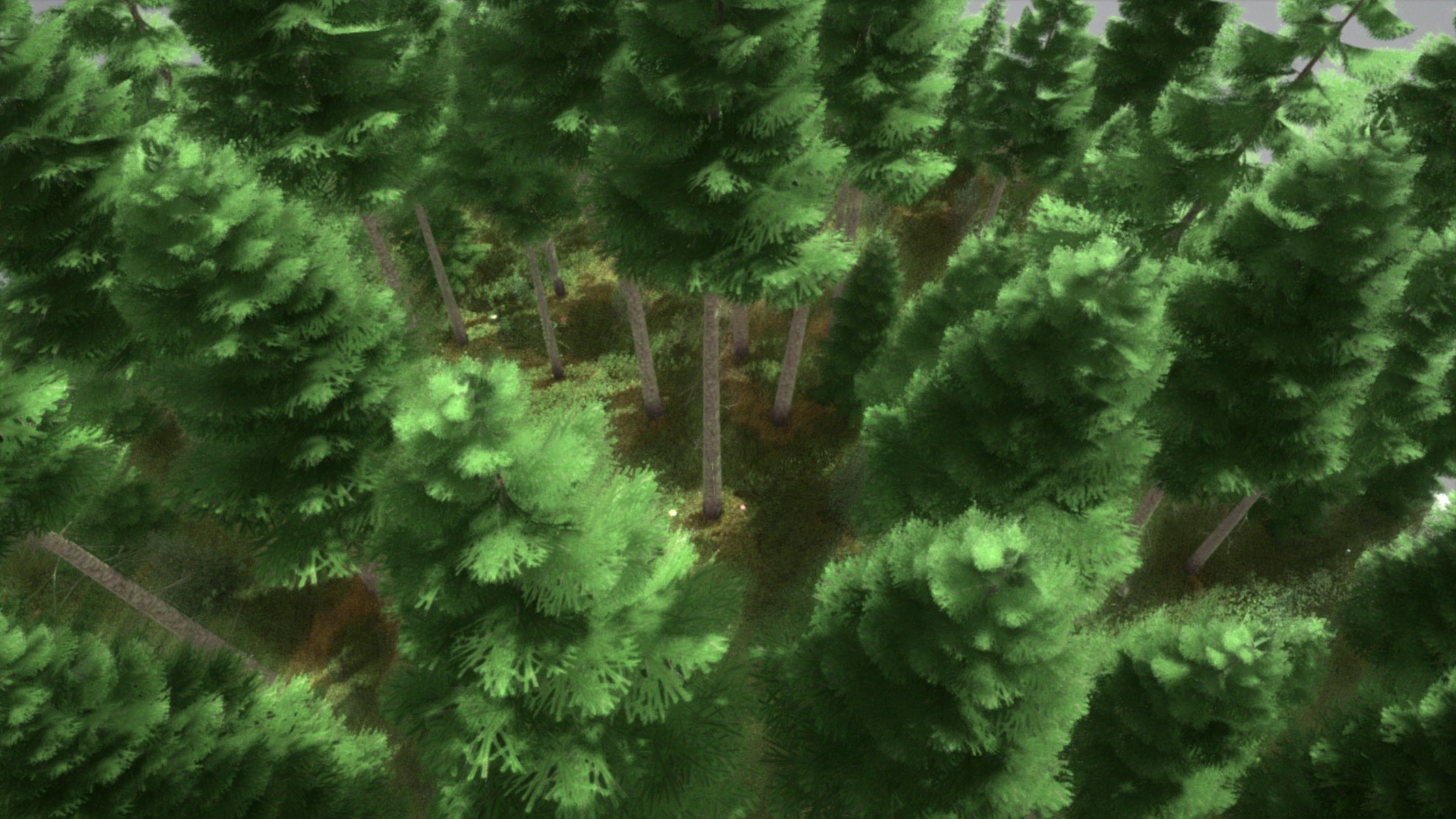 Spruce Forest Scene Low-poly 3D model_101