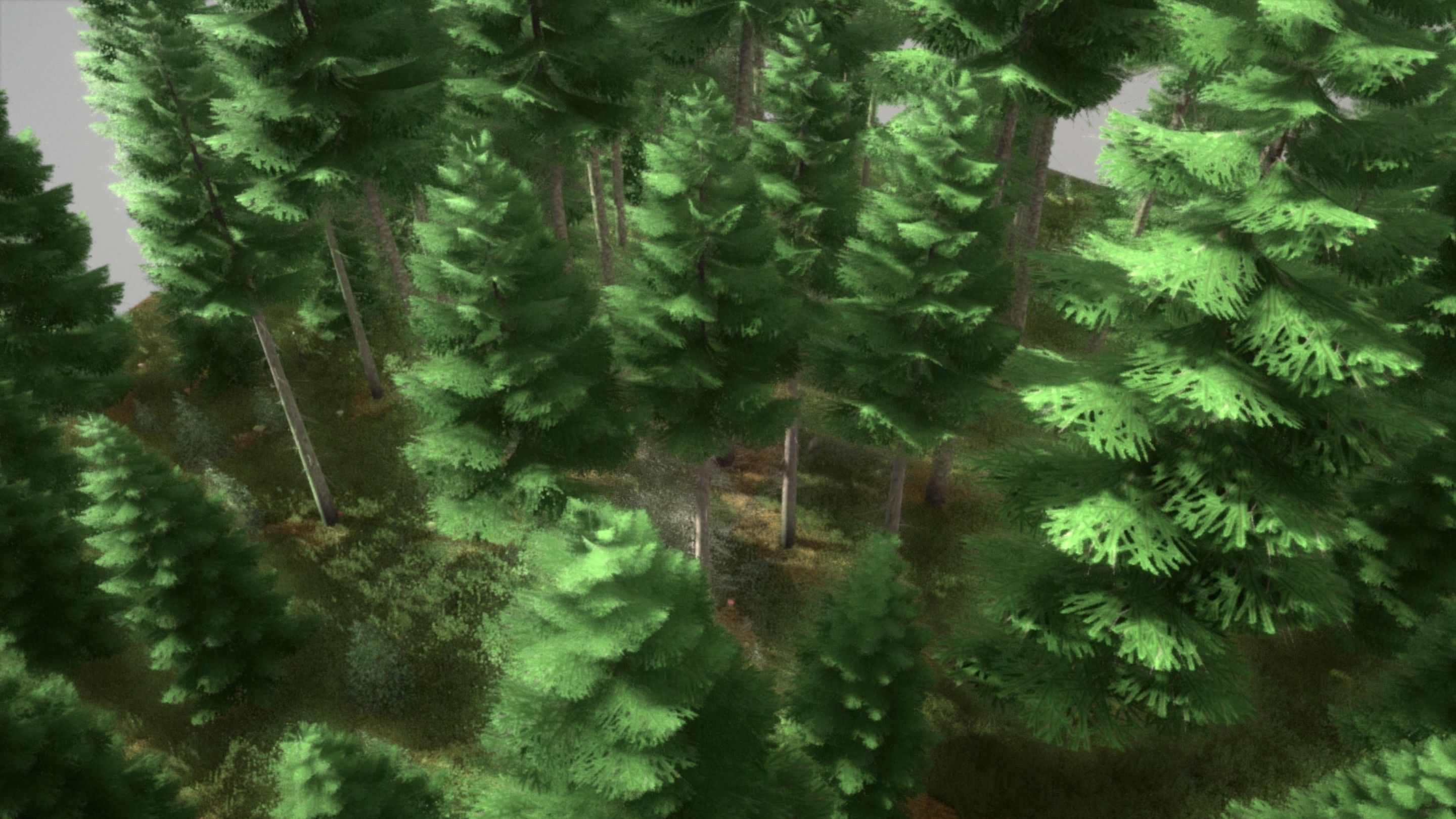 Spruce Forest Scene Low-poly 3D model_98