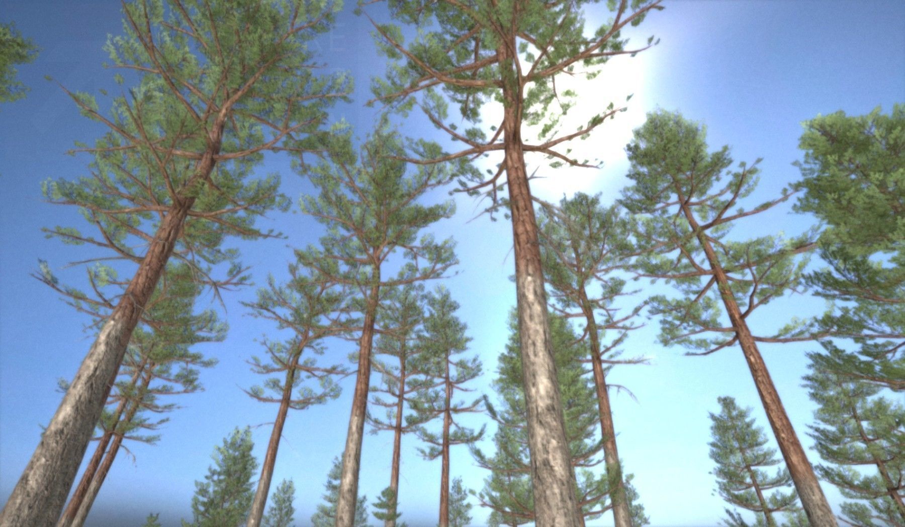 Pine Forest Scene Low-poly 3D model_121