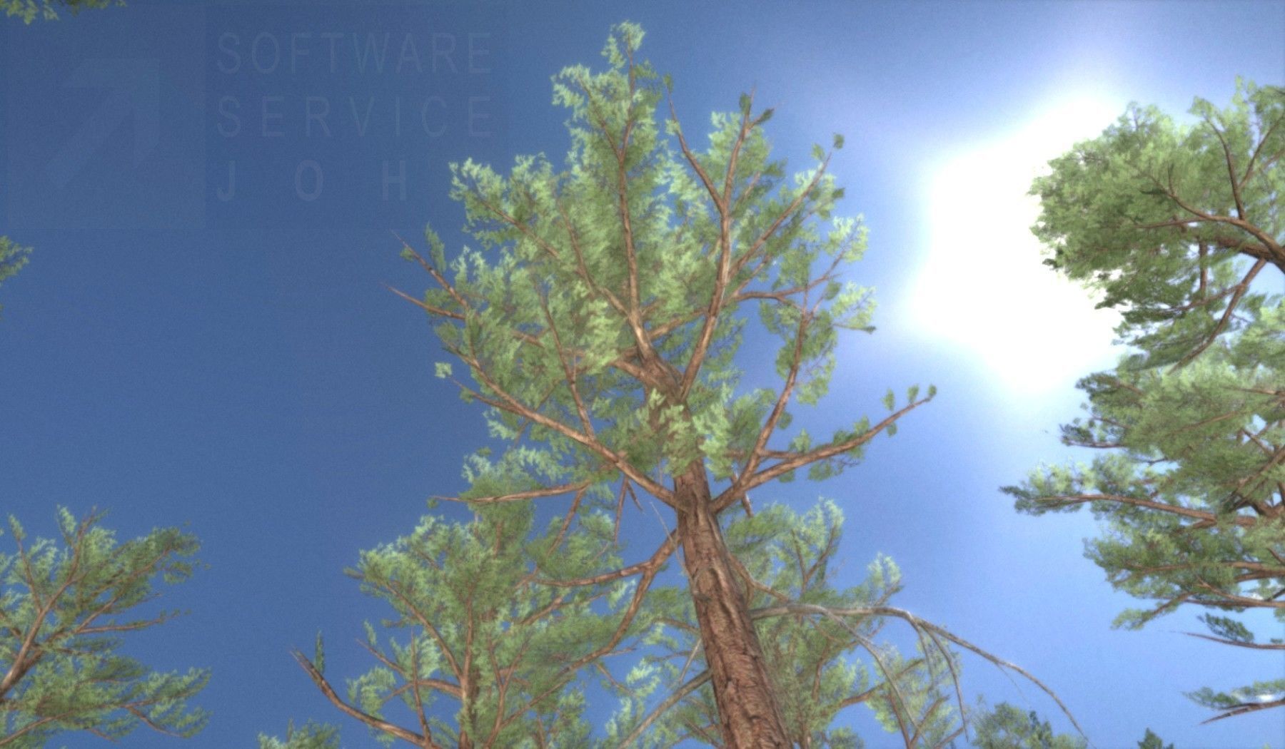 Pine Forest Scene Low-poly 3D model_113