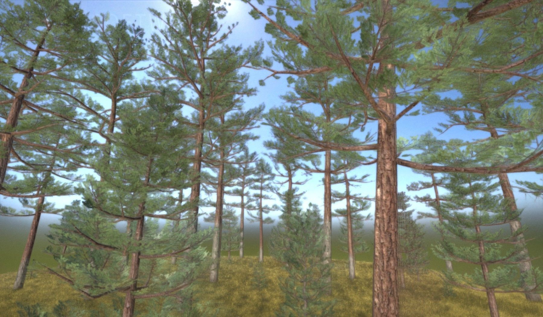 Pine Forest Scene Low-poly 3D model_137