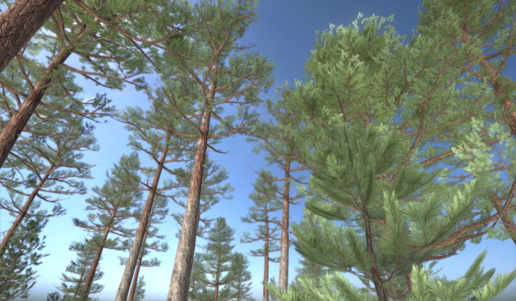 Pine Forest Scene Low-poly 3D model_139