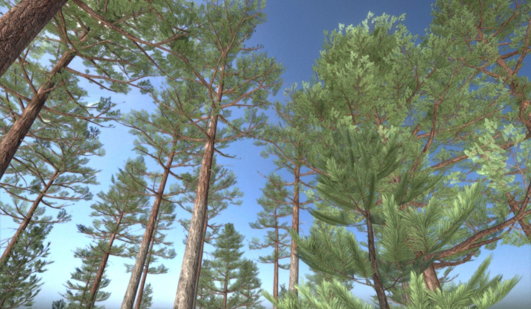 Pine Forest Scene Low-poly 3D model_140