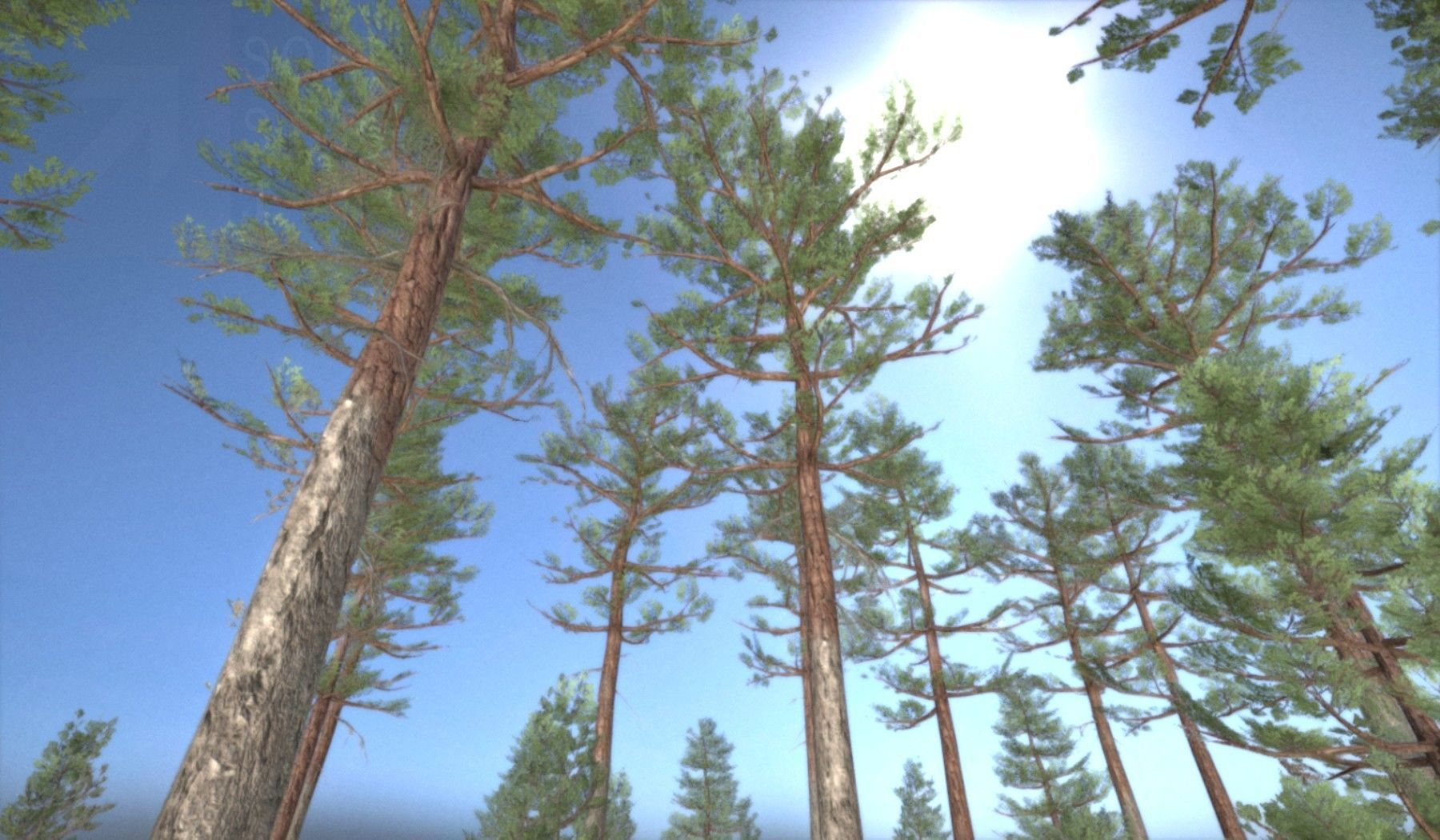 Pine Forest Scene Low-poly 3D model_87