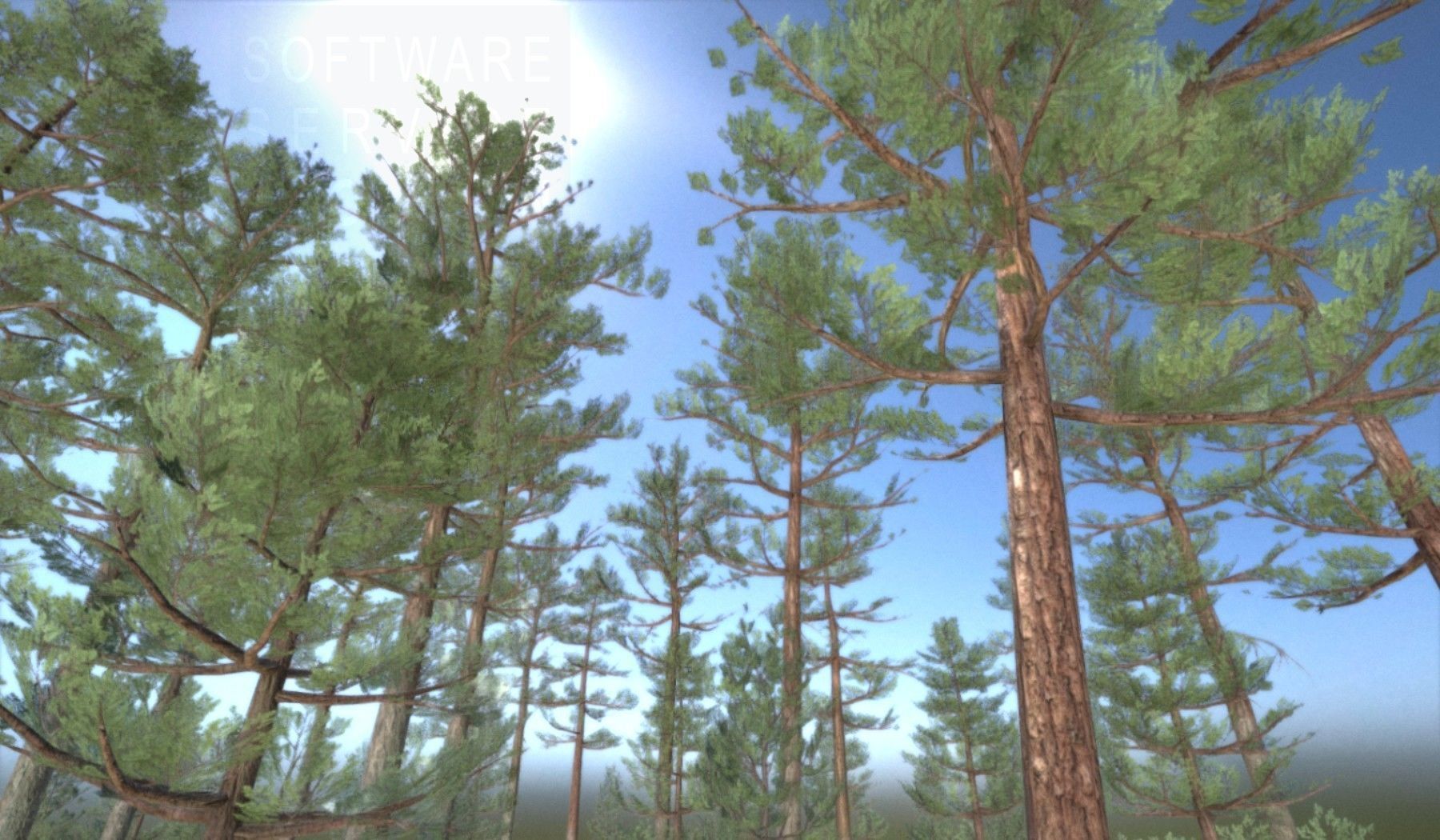 Pine Forest Scene Low-poly 3D model_136