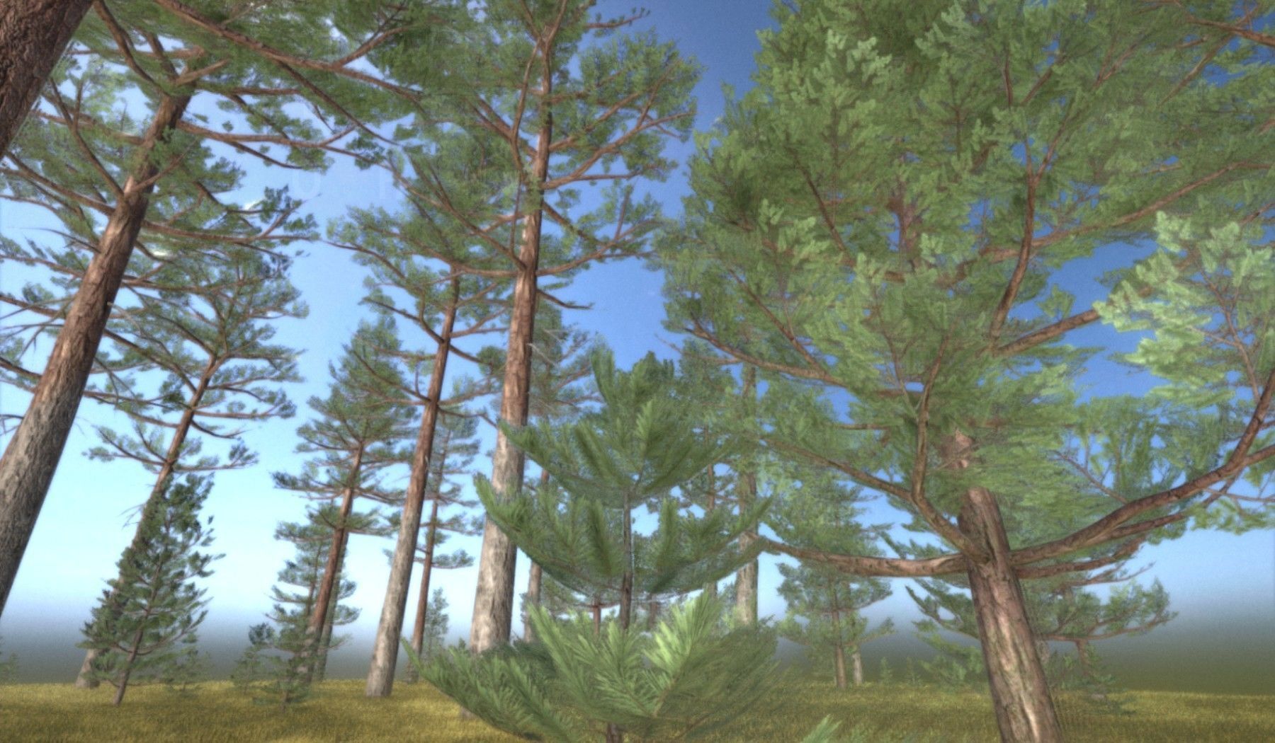 Pine Forest Scene Low-poly 3D model_6
