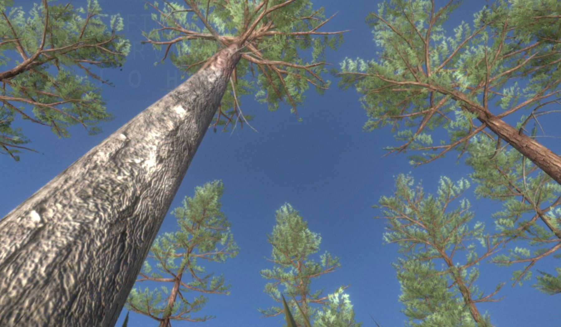 Pine Forest Scene Low-poly 3D model_118