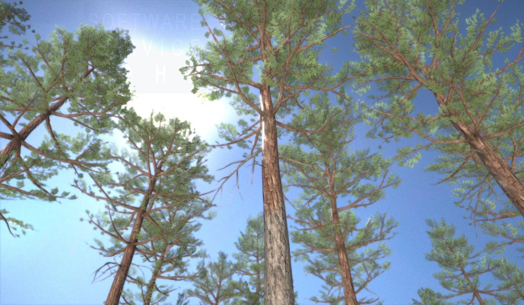 Pine Forest Scene Low-poly 3D model_81