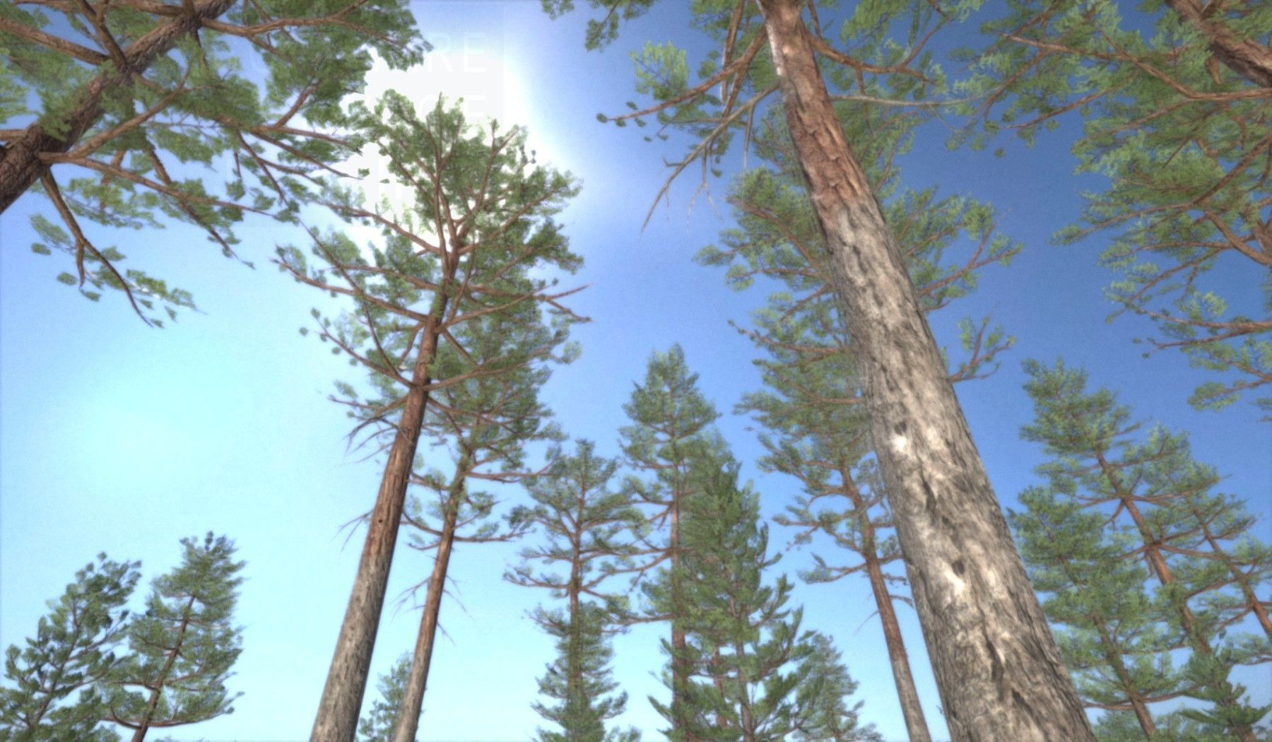 Pine Forest Scene Low-poly 3D model_90