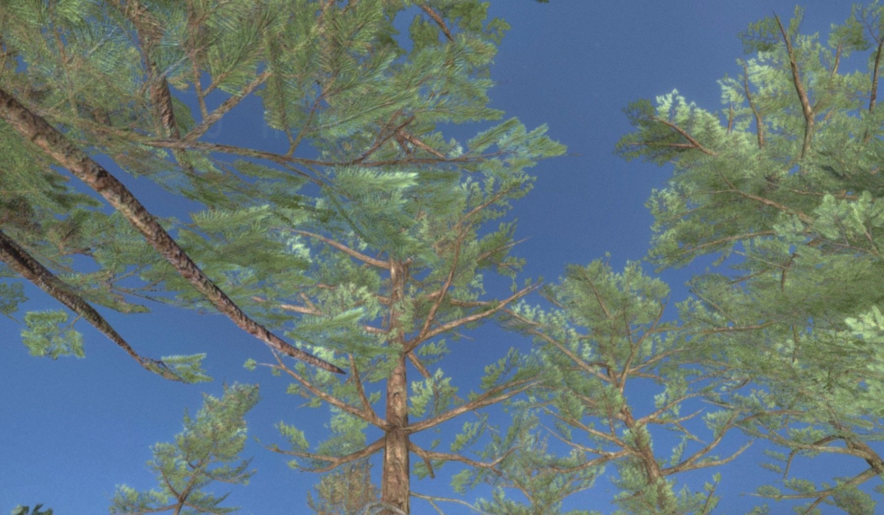 Pine Forest Scene Low-poly 3D model_116