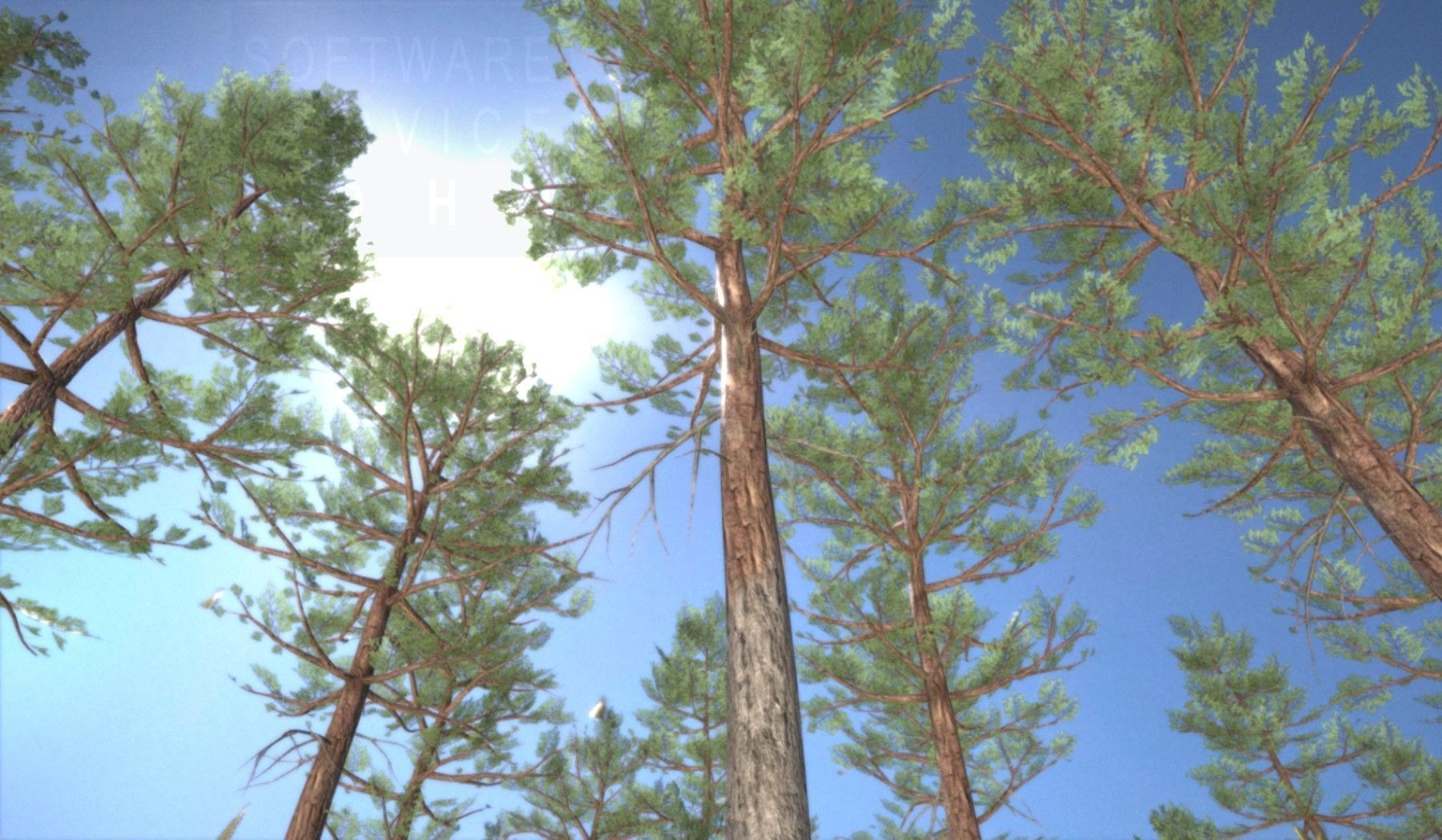 Pine Forest Scene Low-poly 3D model_78