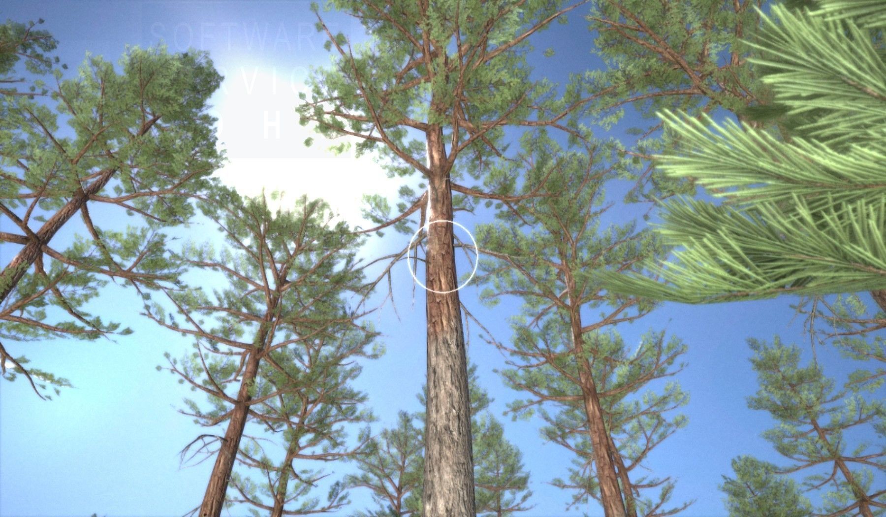 Pine Forest Scene Low-poly 3D model_77