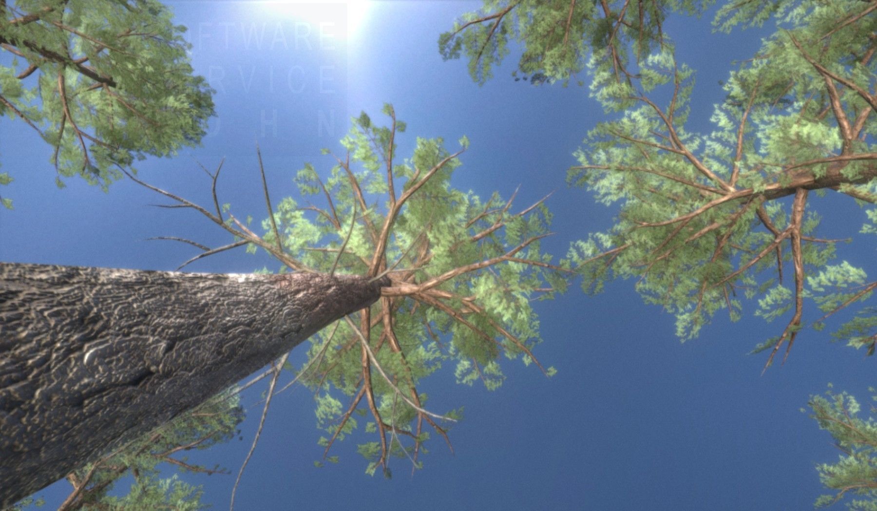 Pine Forest Scene Low-poly 3D model_114