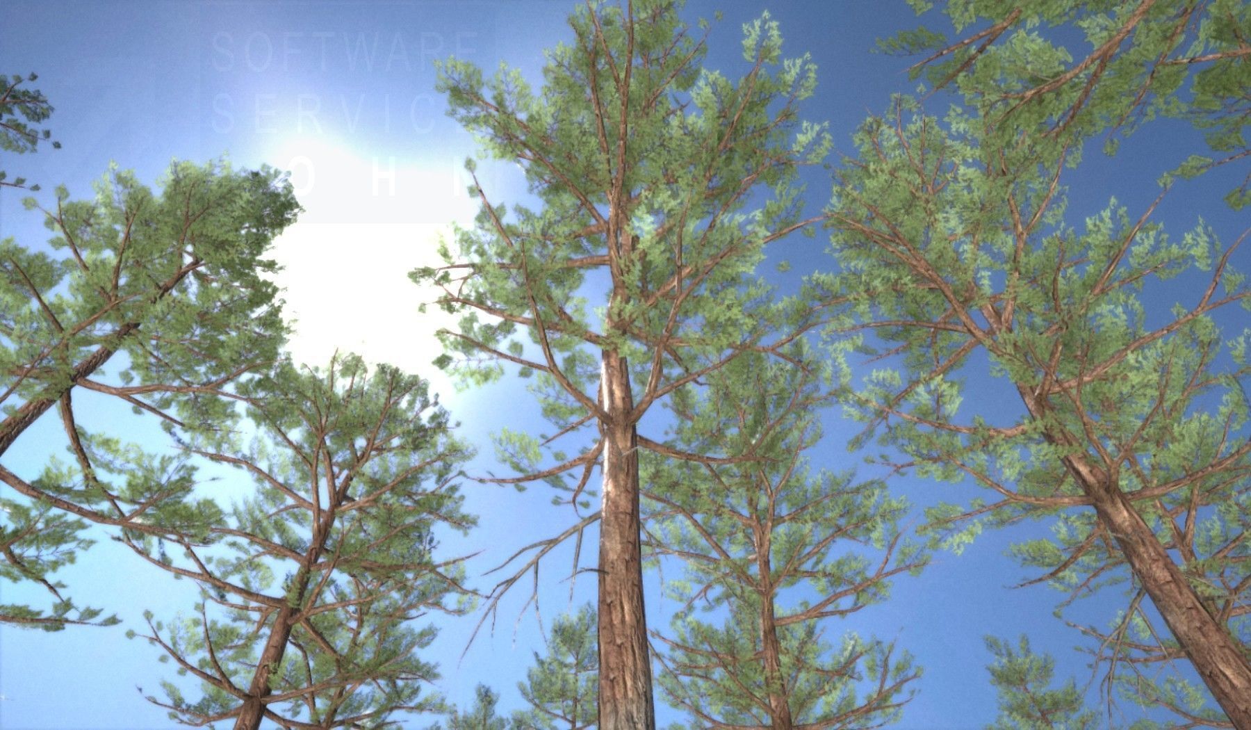 Pine Forest Scene Low-poly 3D model_73