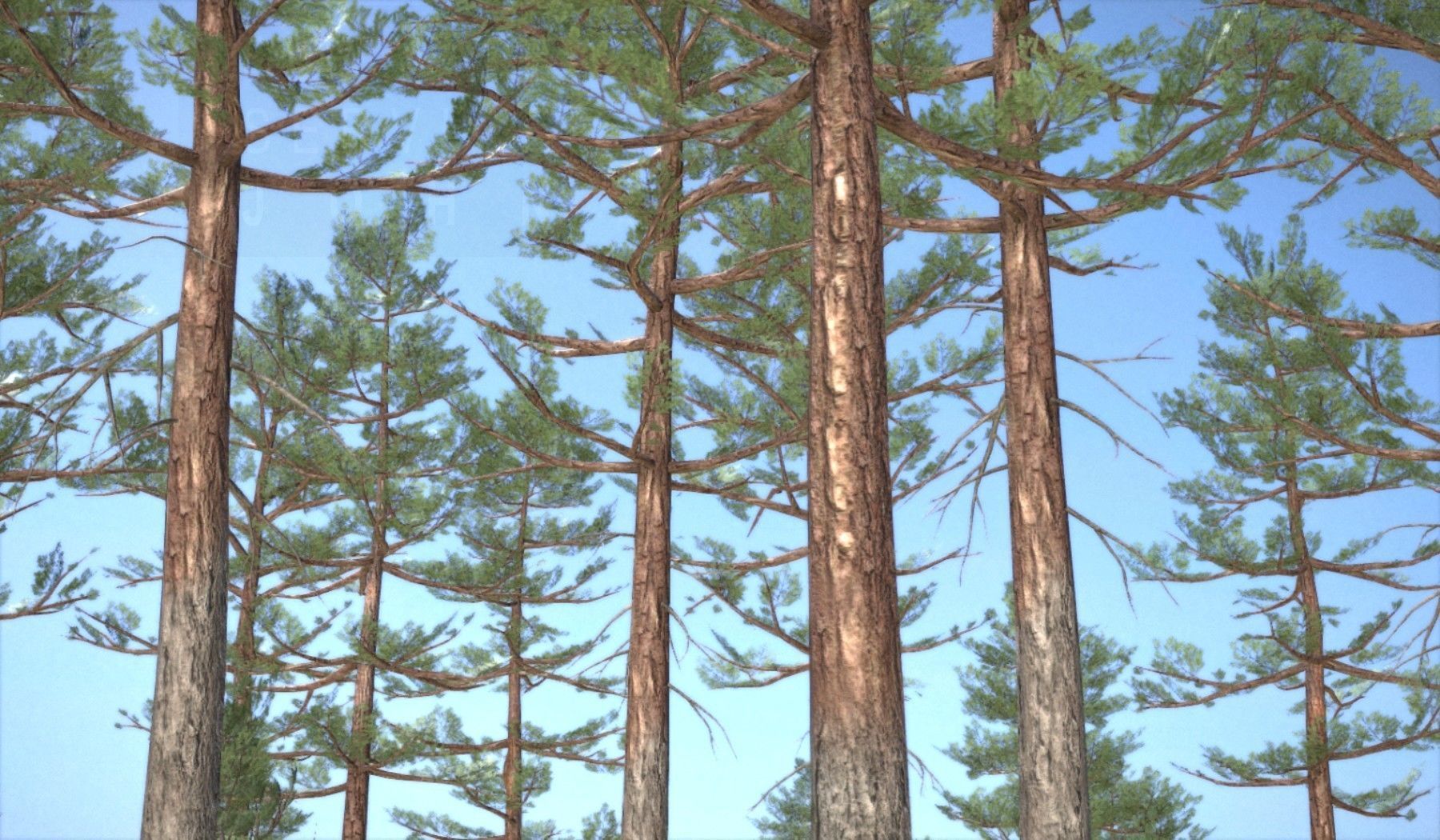 Pine Forest Scene Low-poly 3D model_84