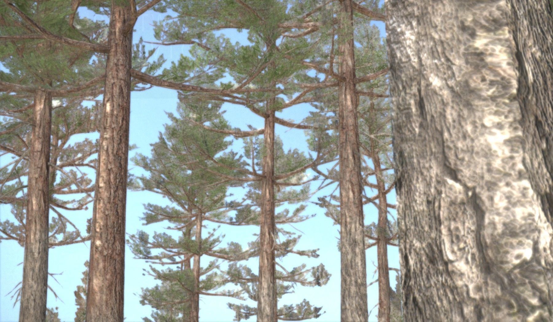 Pine Forest Scene Low-poly 3D model_13