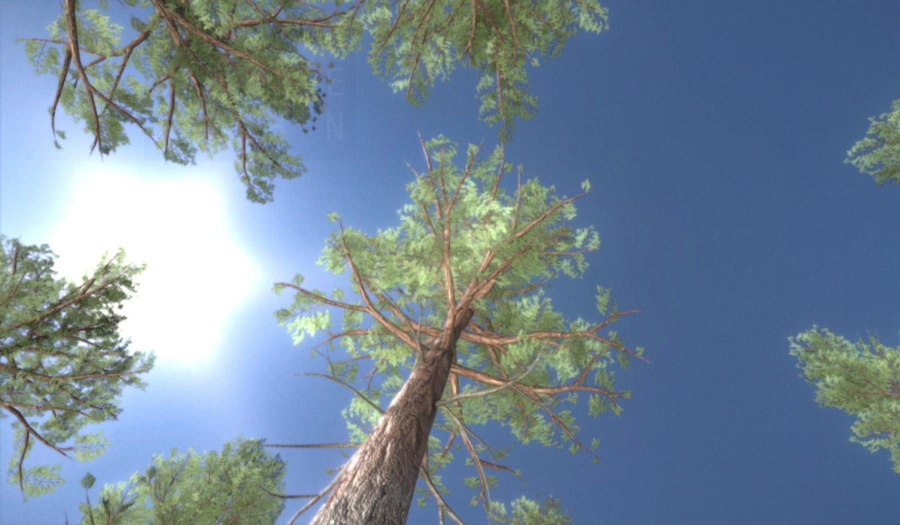 Pine Forest Scene Low-poly 3D model_109