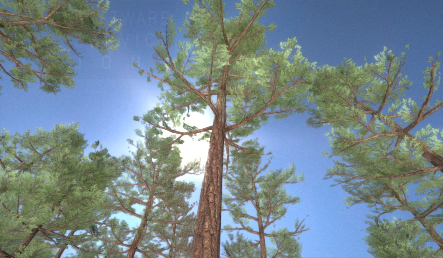 Pine Forest Scene Low-poly 3D model_132