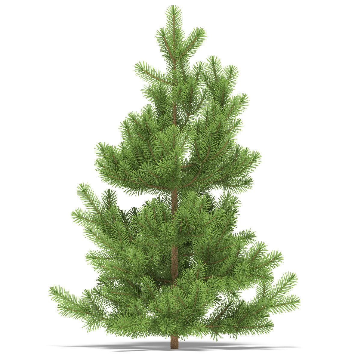 Pine height 1 metre 3D model