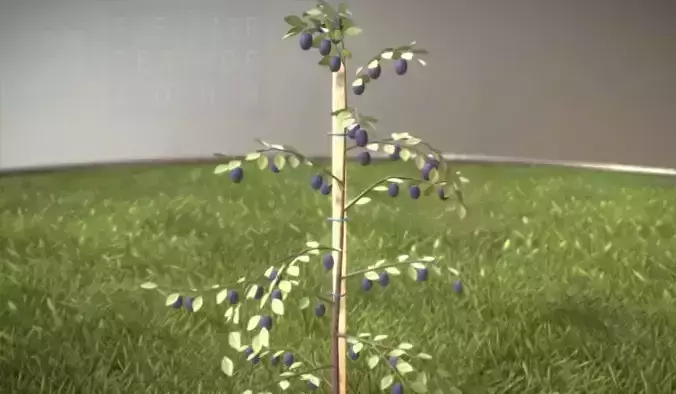 Here is a small plum tree in the summer season Low-poly 3D model