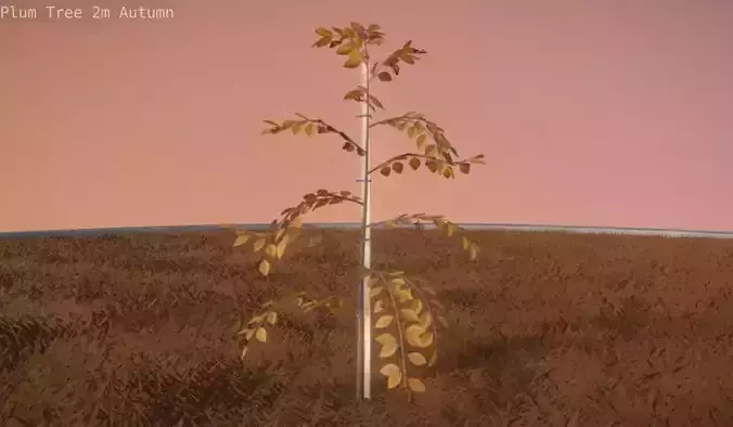 Plum Tree 2m Autumn Season