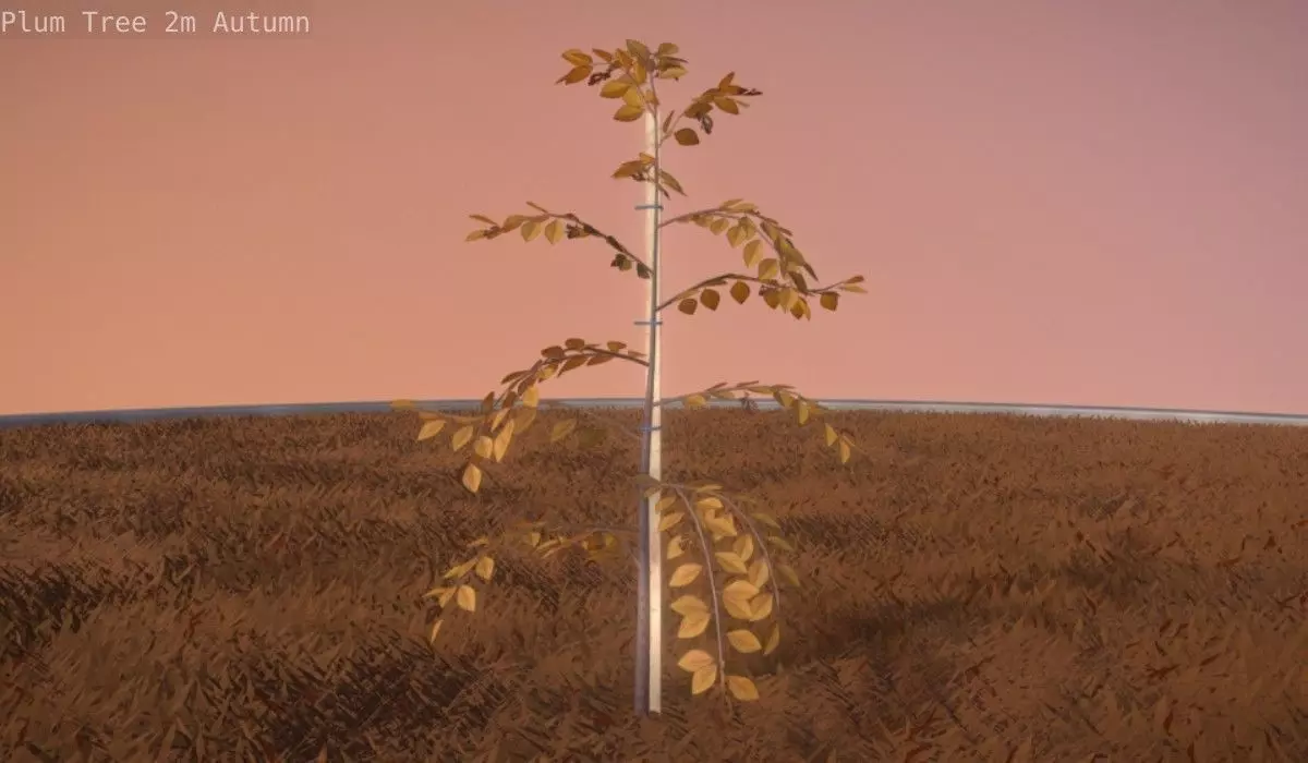 Plum Tree 2m Autumn Season Low-poly 3D model