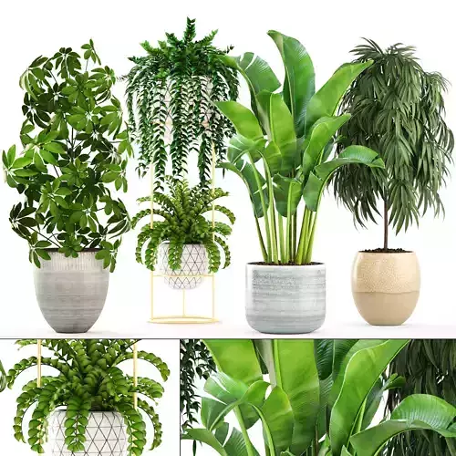 Collection plants three in pots 3D model