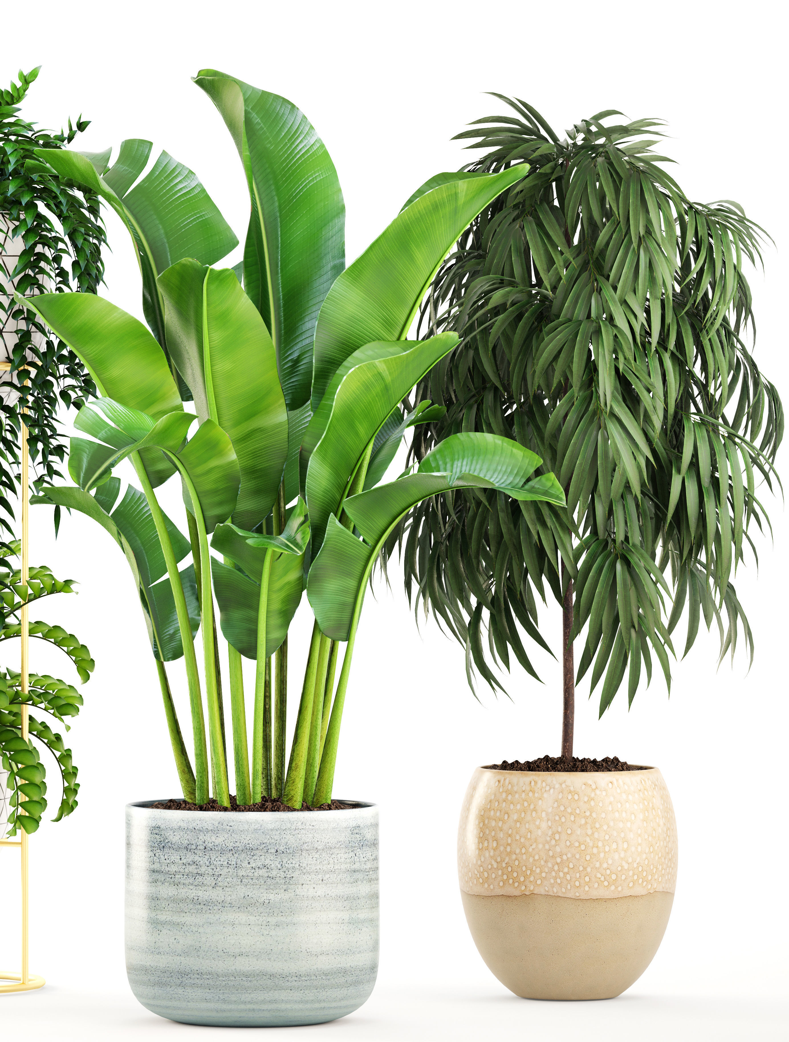 Collection plants three in pots 3D model_8