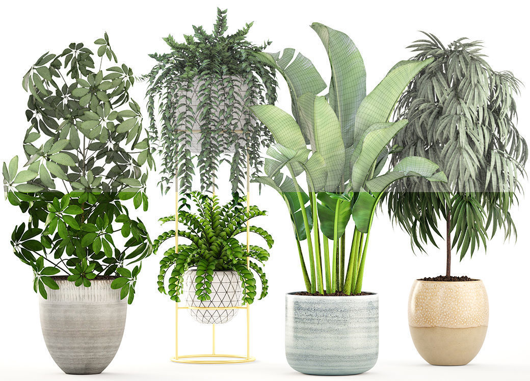 Collection plants three in pots 3D model_2
