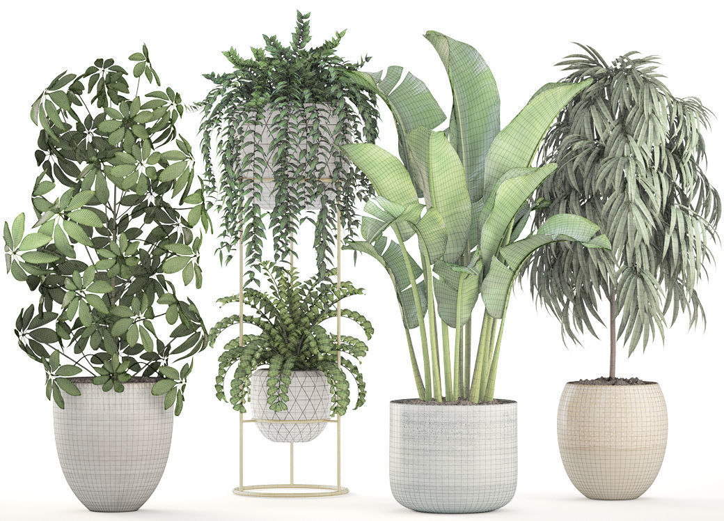 Collection plants three in pots 3D model_3