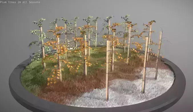 Small Plum Trees 2m all Seasons