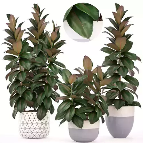 Ficus trees