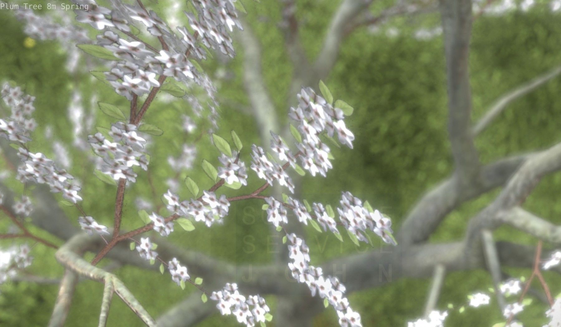 Plum Trees 8m Spring Low-poly 3D model_57