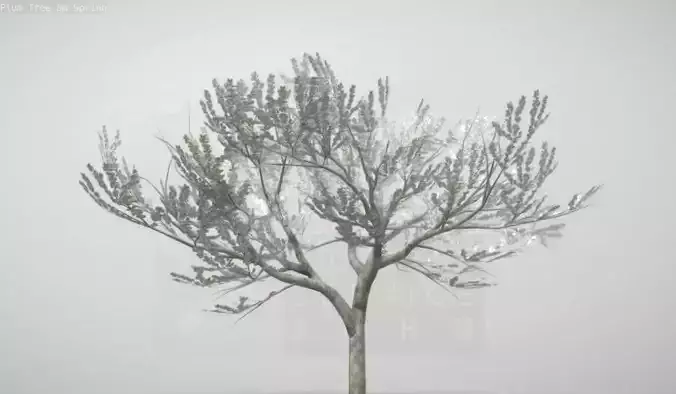 Plum Trees 8m Spring