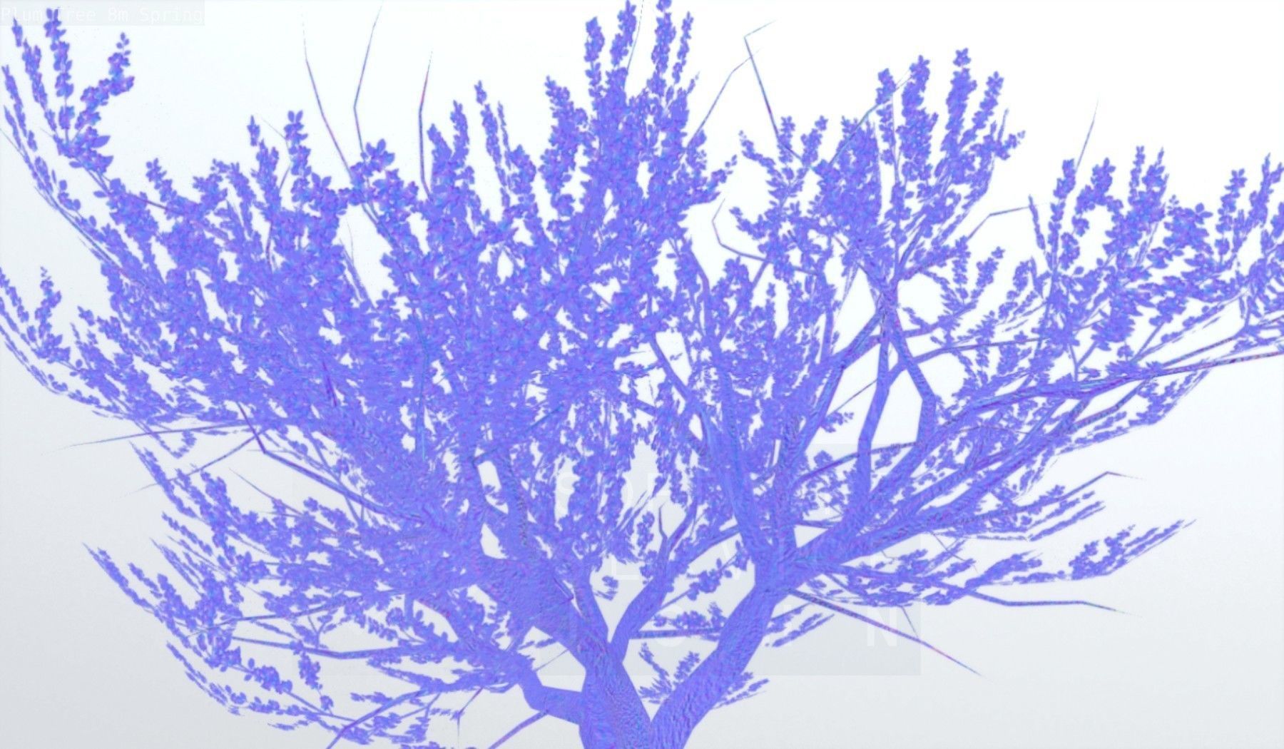 Plum Trees 8m Spring Low-poly 3D model_63